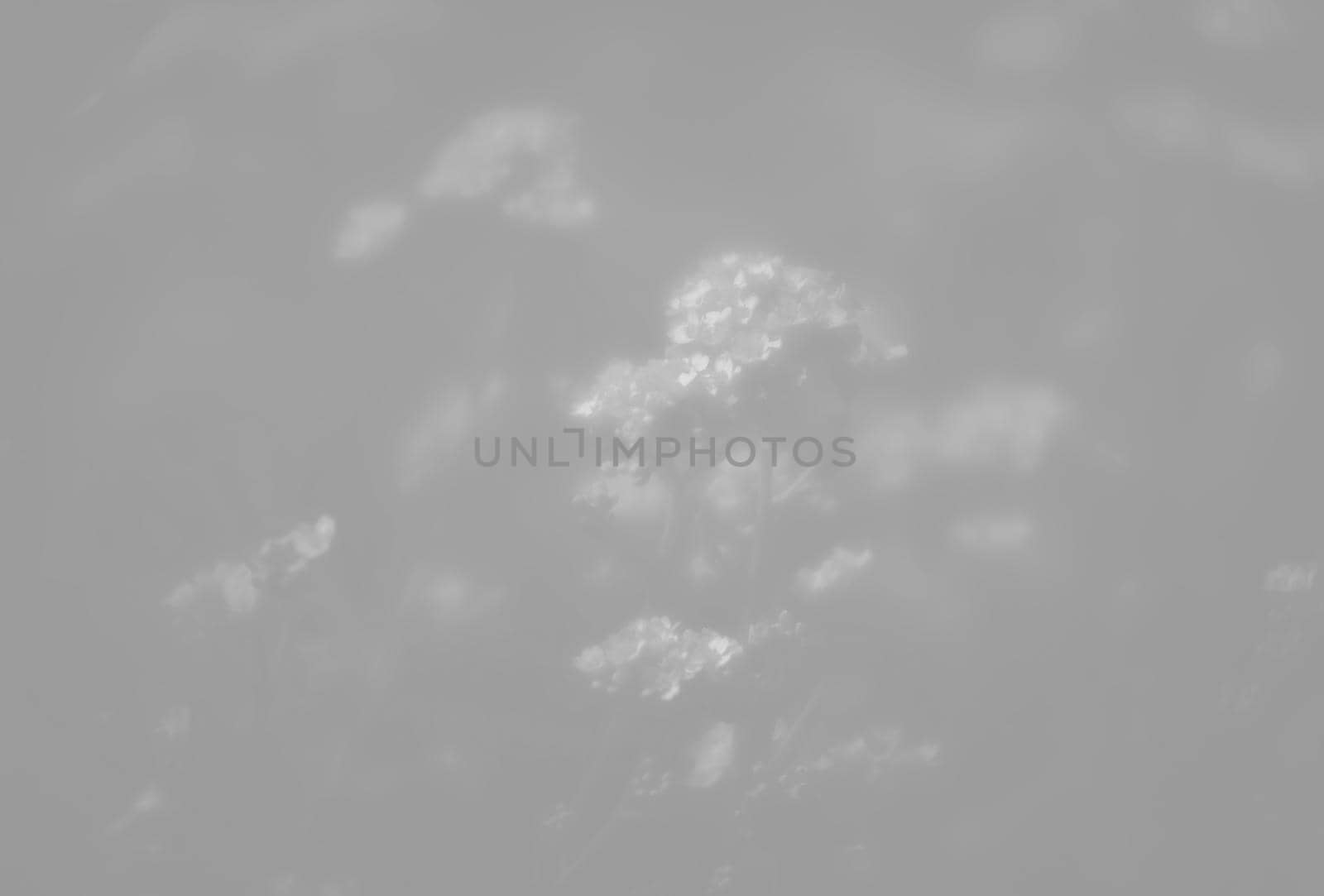 Natural background and texture. Soft focus image of small flowers of aurinia saxatilis in light gray tonality
