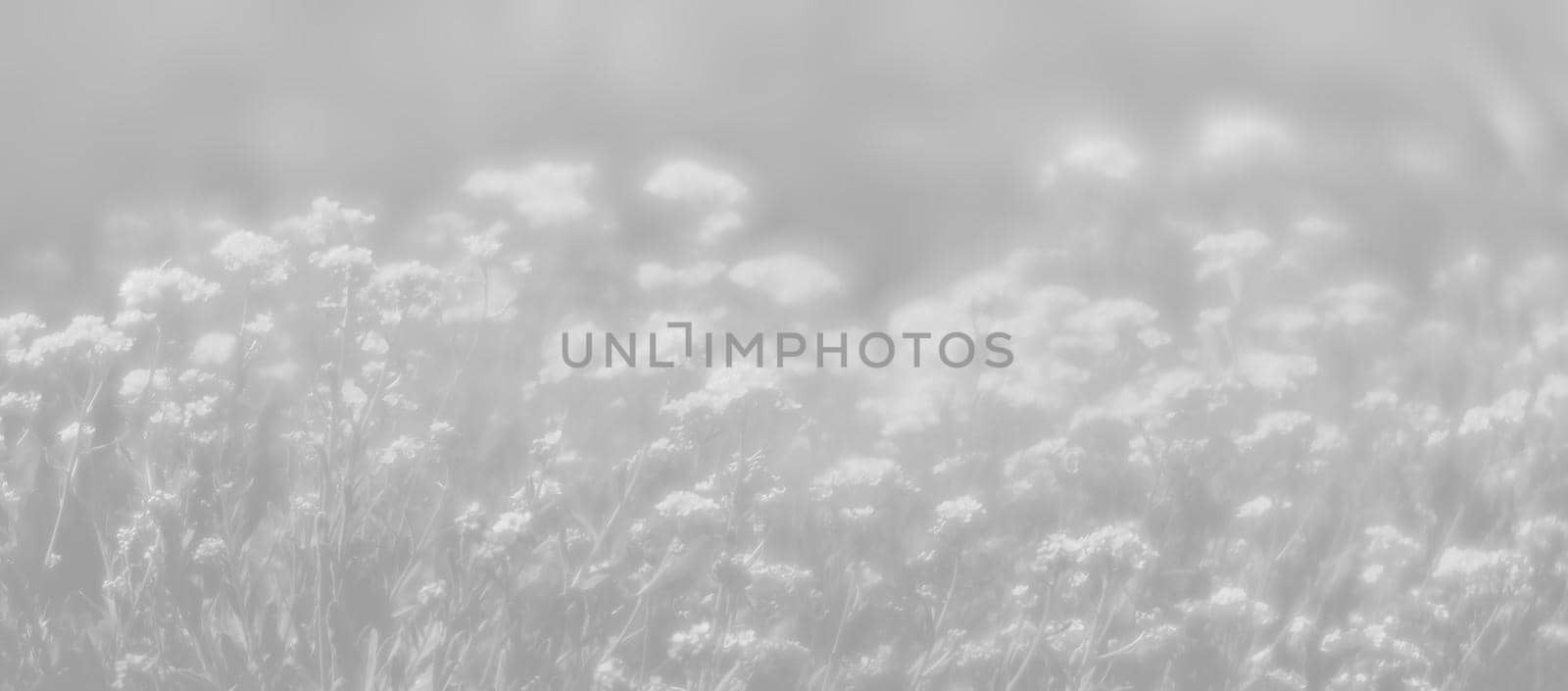 Natural background and texture. Soft focus image of small flowers of aurinia saxatilis in light gray tonality