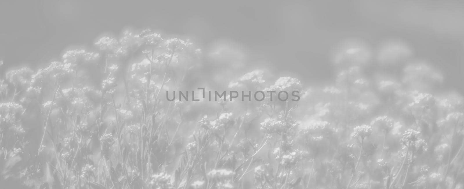 Natural background and texture. Soft focus image of small flowers of aurinia saxatilis in light gray tonality