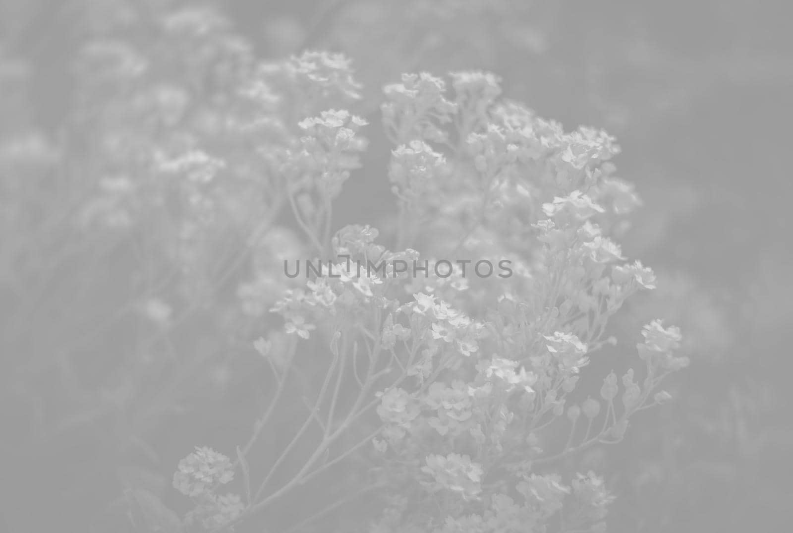 Natural background and texture. Soft focus image of small flowers of aurinia saxatilis in light gray tonality