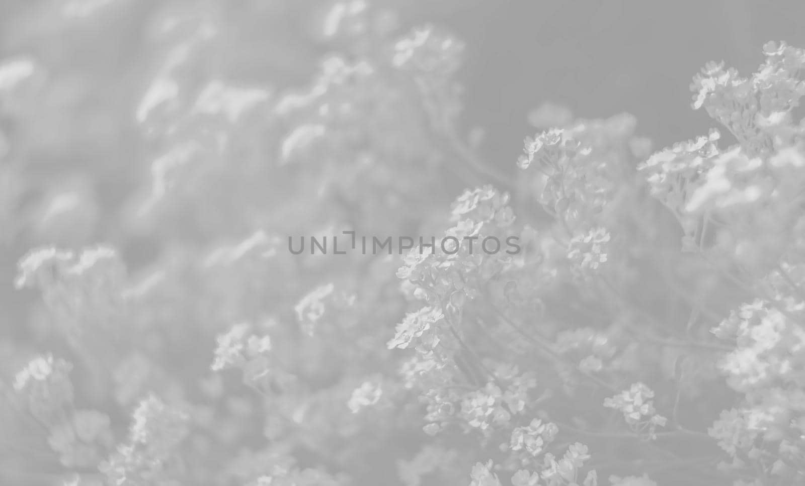 Natural background and texture. Soft focus image of small flowers of aurinia saxatilis in light gray tonality