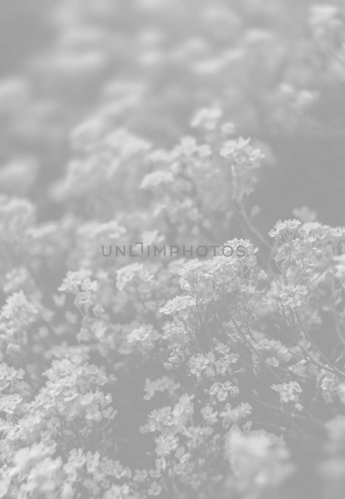 Natural background and texture. Soft focus image of small flowers of aurinia saxatilis in light gray tonality