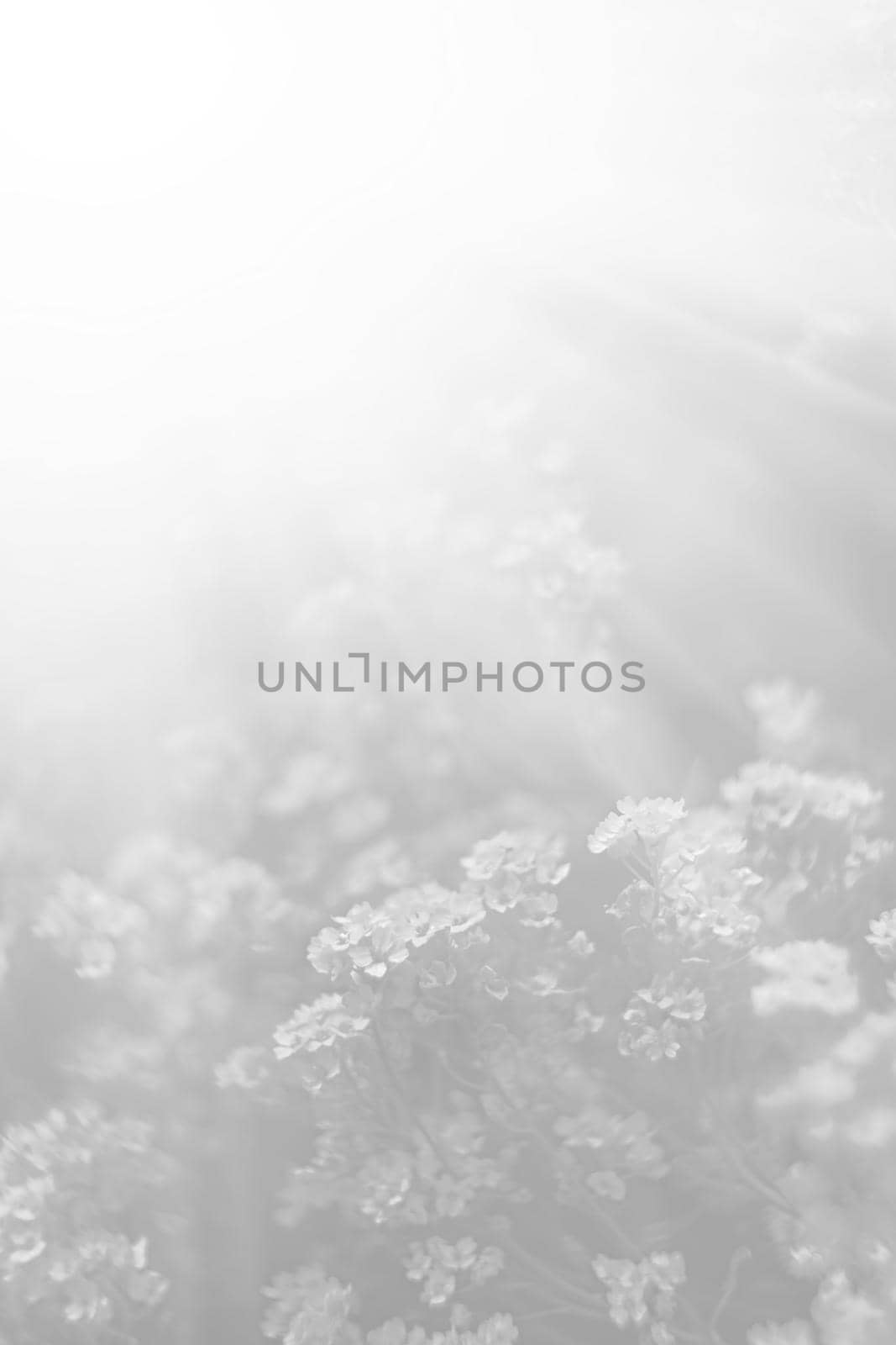 Natural background and texture. Soft focus image of small flowers of aurinia saxatilis in light gray tonality