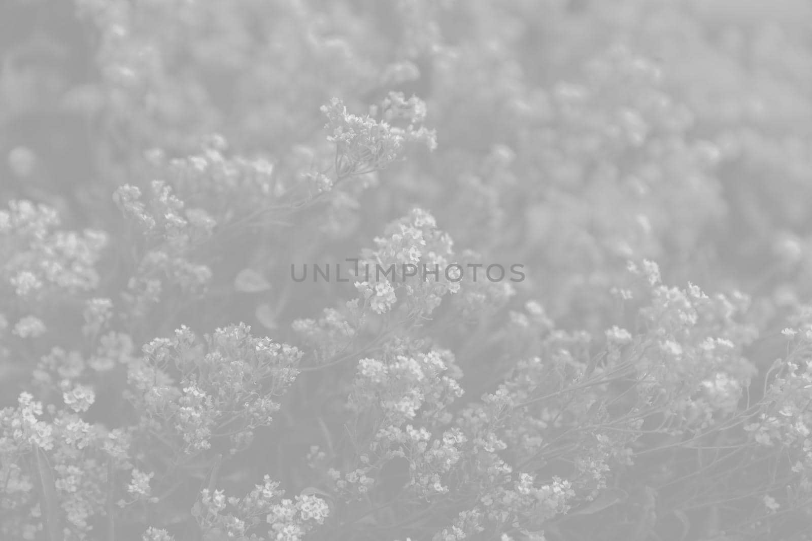 Natural background and texture. Soft focus image of small flowers of aurinia saxatilis in light gray tonality