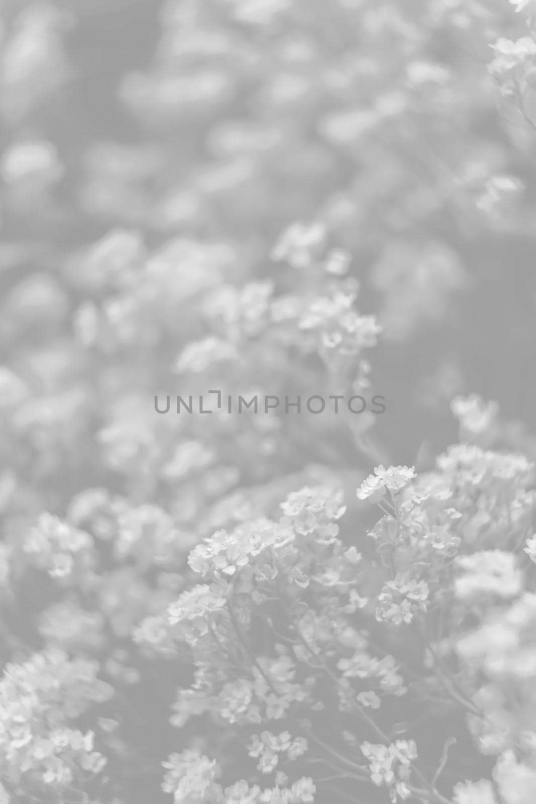 Natural background and texture. Soft focus image of small flowers of aurinia saxatilis in light gray tonality