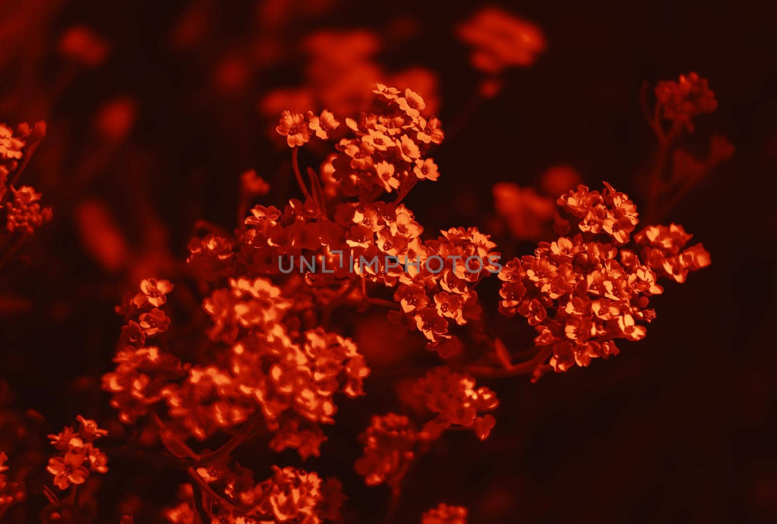Natural background and texture. Soft focus image of small flowers of aurinia saxatilis in a dramatic red tone