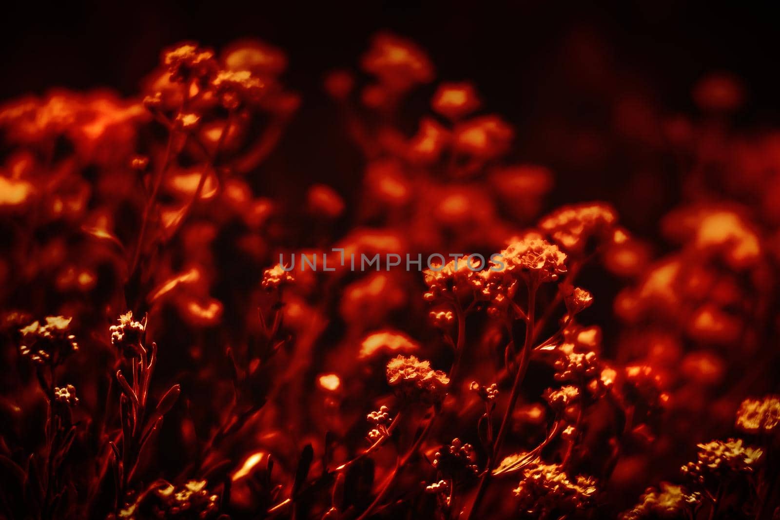 Natural background and texture. Soft focus image of small flowers of aurinia saxatilis in a dramatic red tone