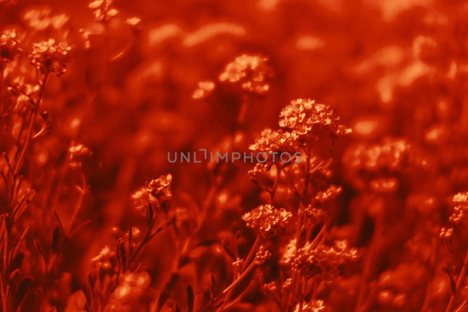 Natural background and texture. Soft focus image of small flowers of aurinia saxatilis in a dramatic red tone