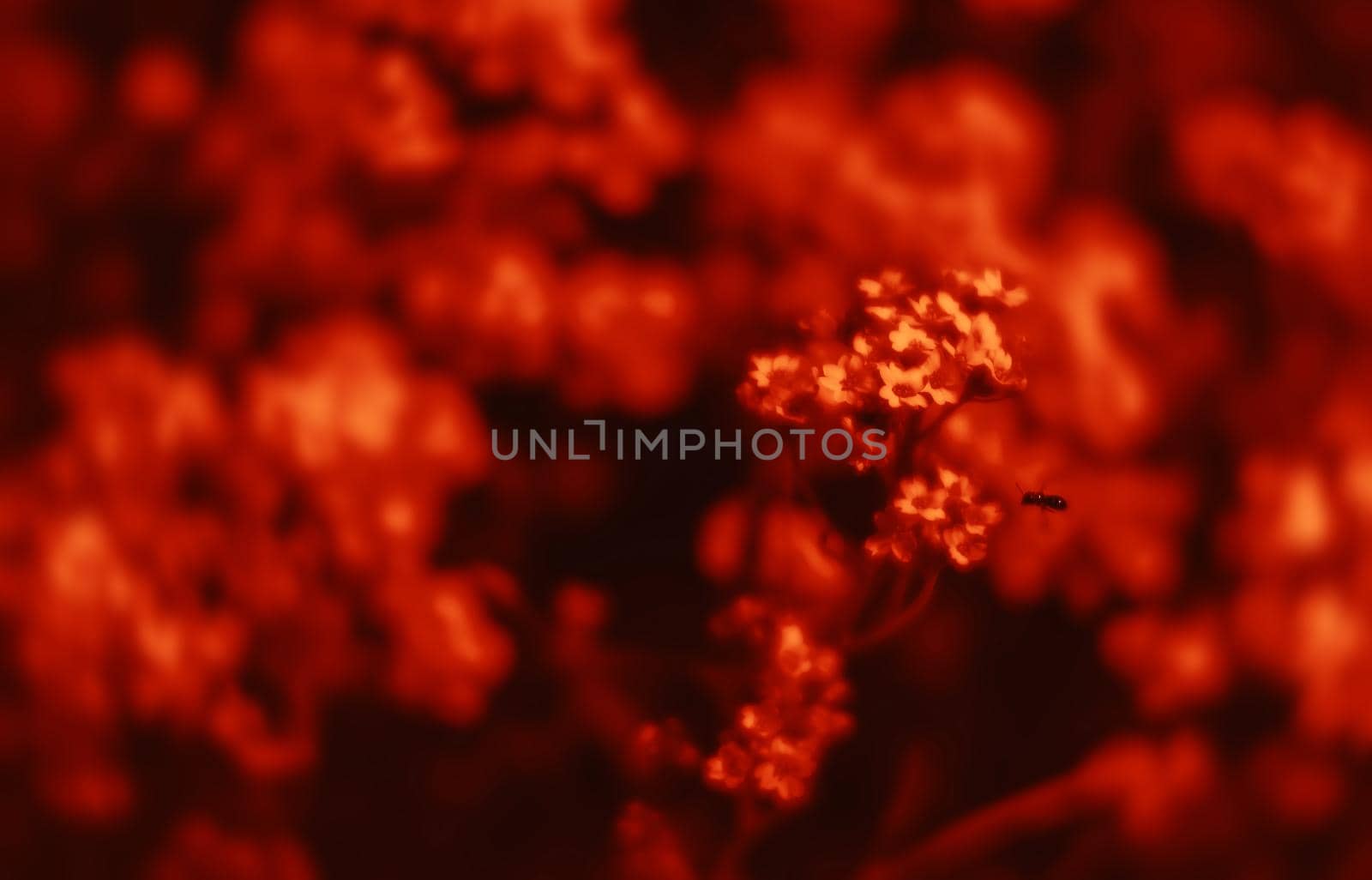 Natural background and texture. Soft focus image of small flowers of aurinia saxatilis in a dramatic red tone