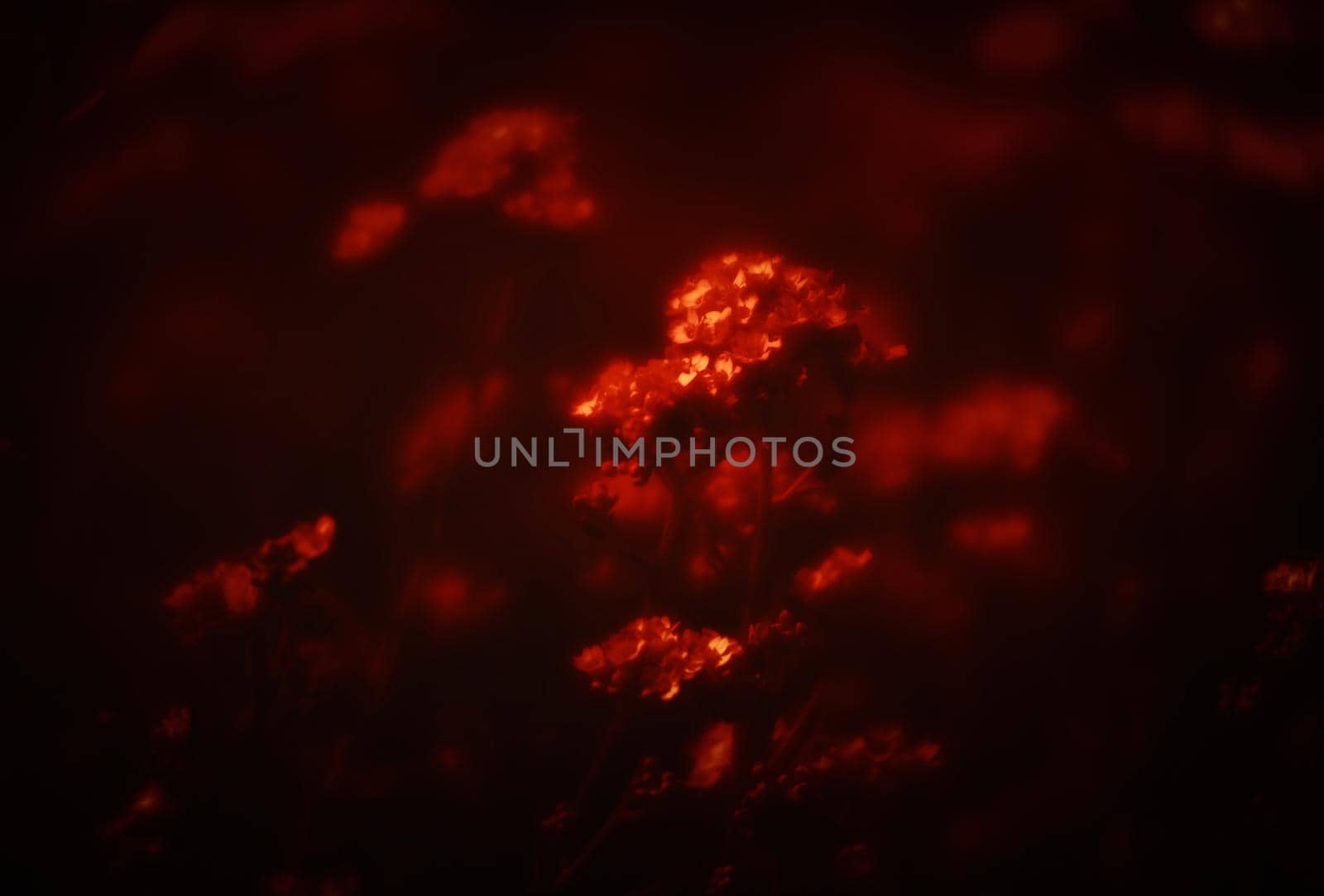Natural background and texture. Soft focus image of small flowers of aurinia saxatilis in a dramatic red tone
