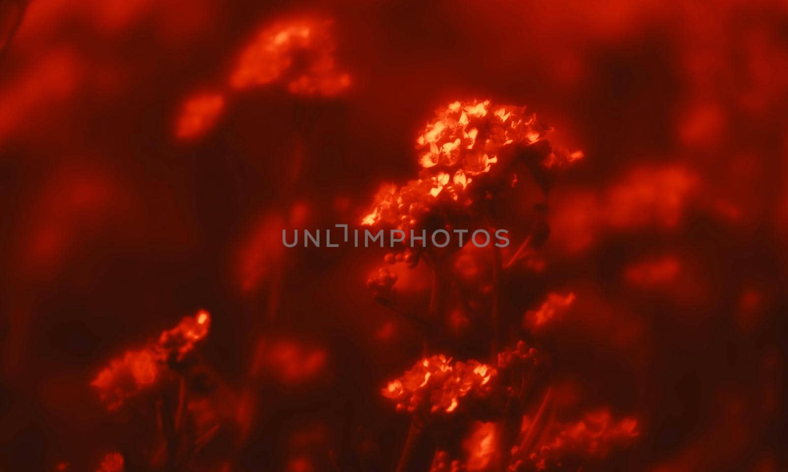 Natural background and texture. Soft focus image of small flowers of aurinia saxatilis in a dramatic red tone