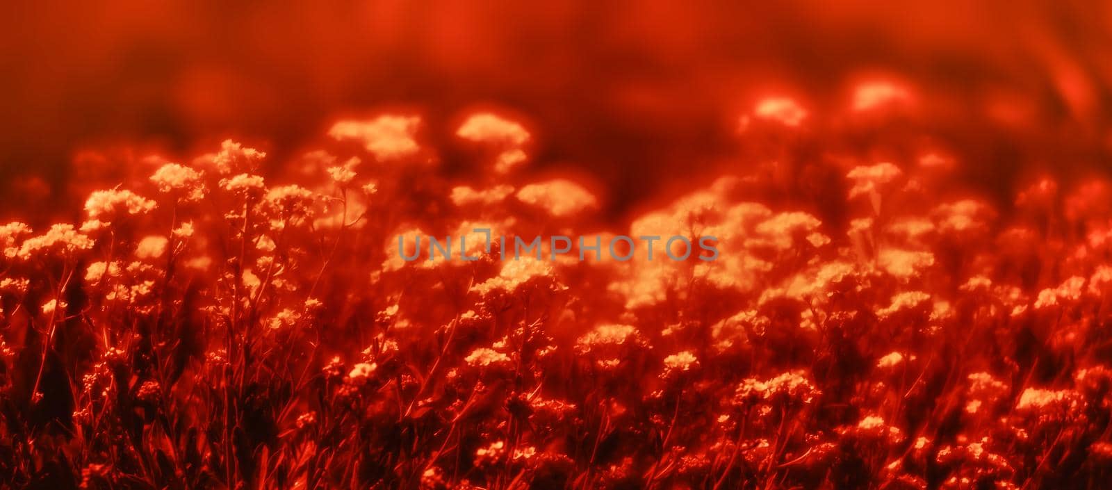 Natural background and texture. Soft focus image of small flowers of aurinia saxatilis in a dramatic red tone