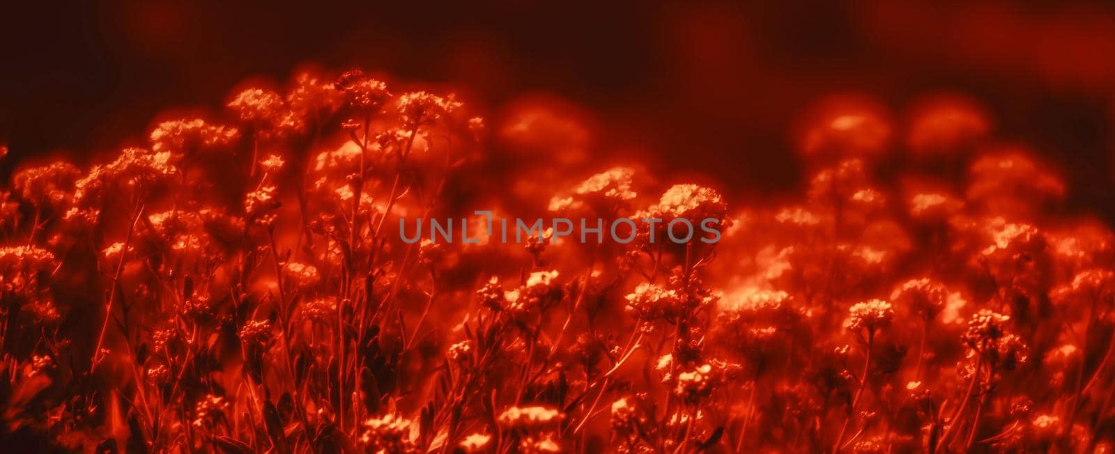 Natural background and texture. Soft focus image of small flowers of aurinia saxatilis in a dramatic red tone