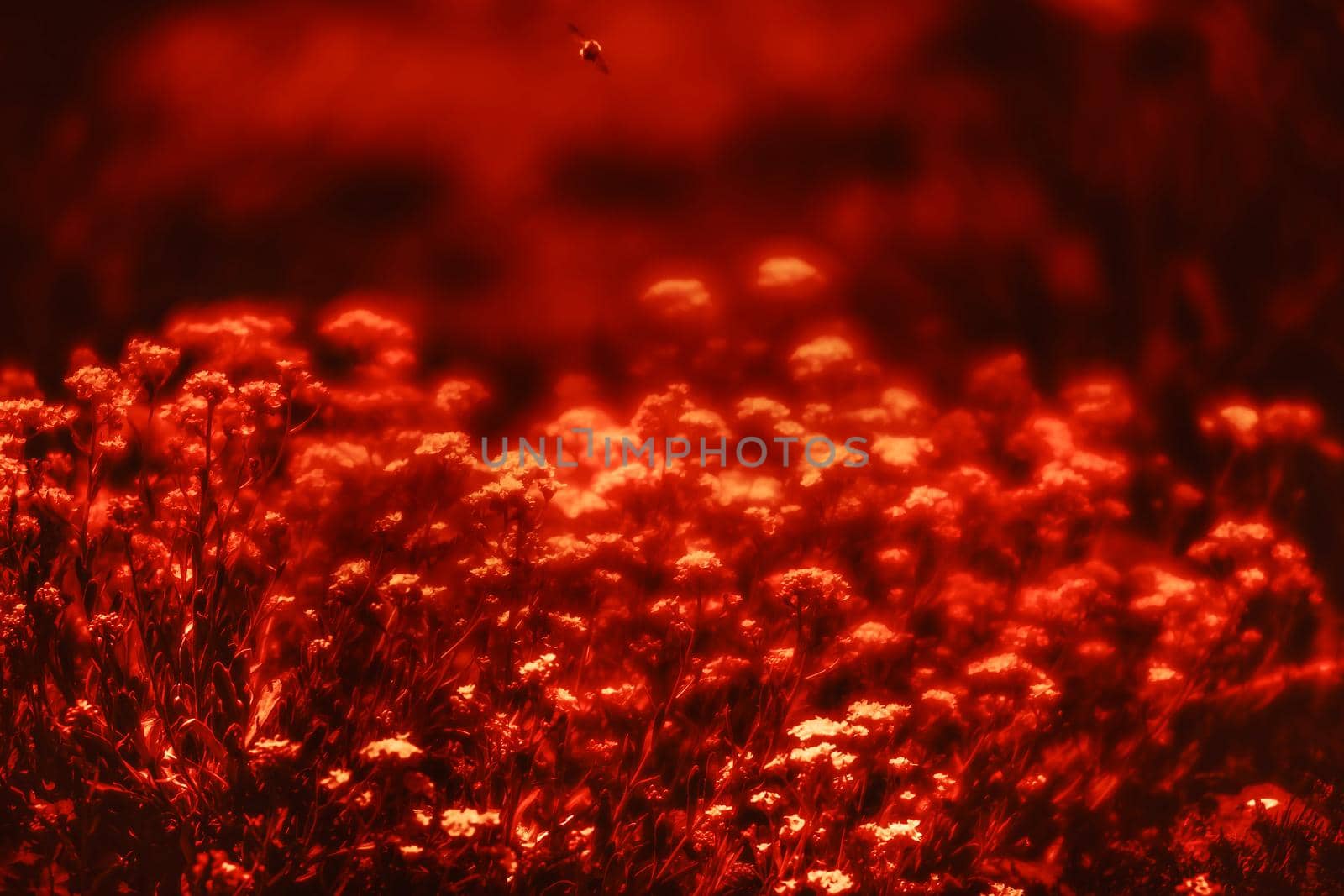 Natural background and texture. Soft focus image of small flowers of aurinia saxatilis in a dramatic red tone