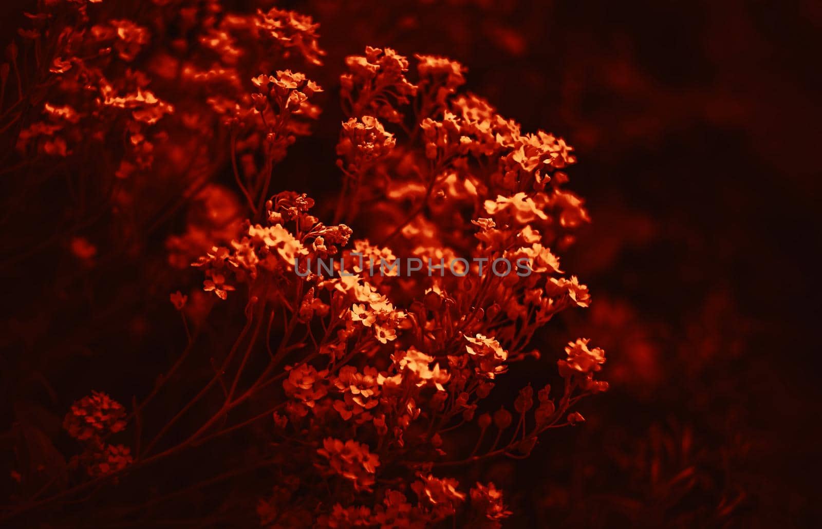 Natural background and texture. Soft focus image of small flowers of aurinia saxatilis in a dramatic red tone