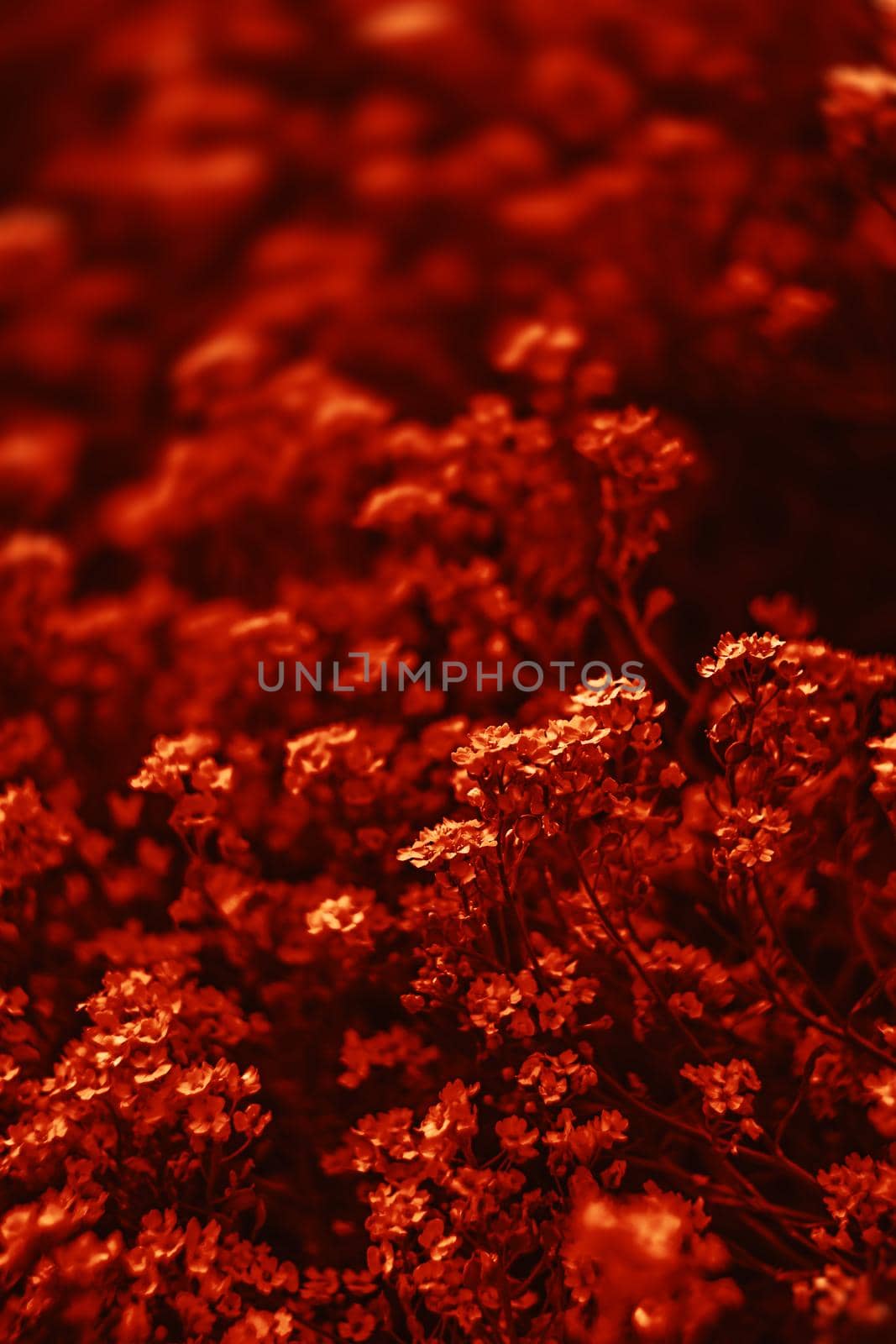 Natural background and texture. Soft focus image of small flowers of aurinia saxatilis in a dramatic red tone