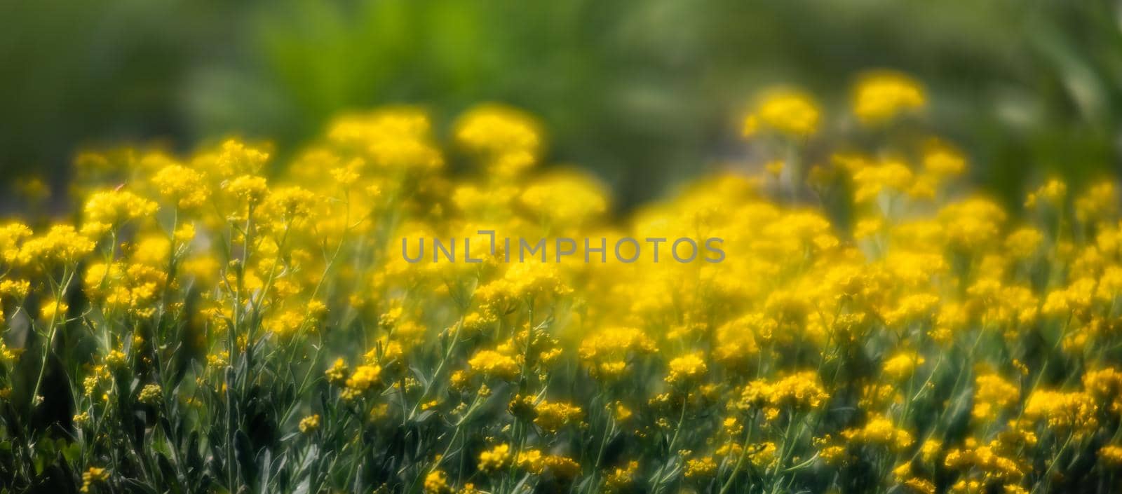 Soft focus image of small yellow flowers of aurinia saxatilis in the spring time in the garden. Common names include basket of gold, goldentuft alyssum, golden alison, gold-dust, rock madwort