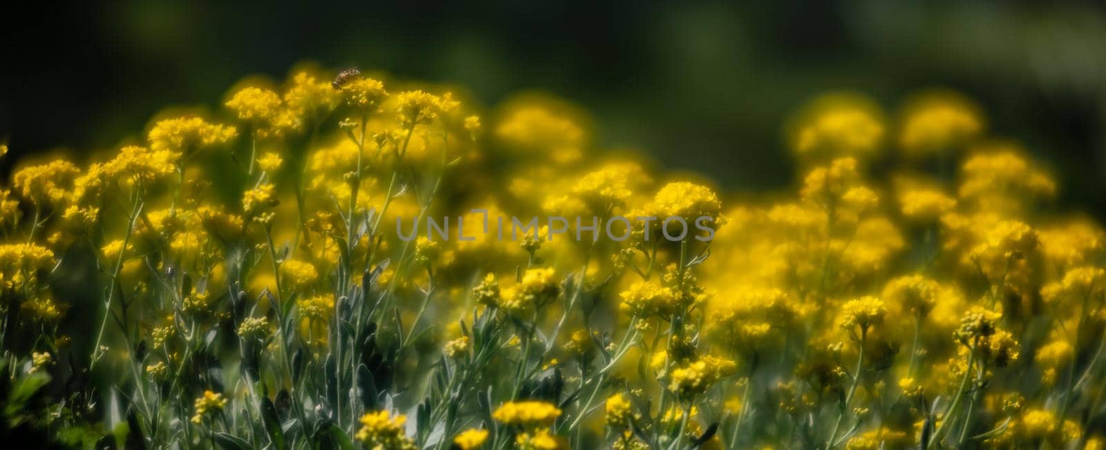 Soft focus image of small yellow flowers of aurinia saxatilis in the spring time in the garden. Common names include basket of gold, goldentuft alyssum, golden alison, gold-dust, rock madwort