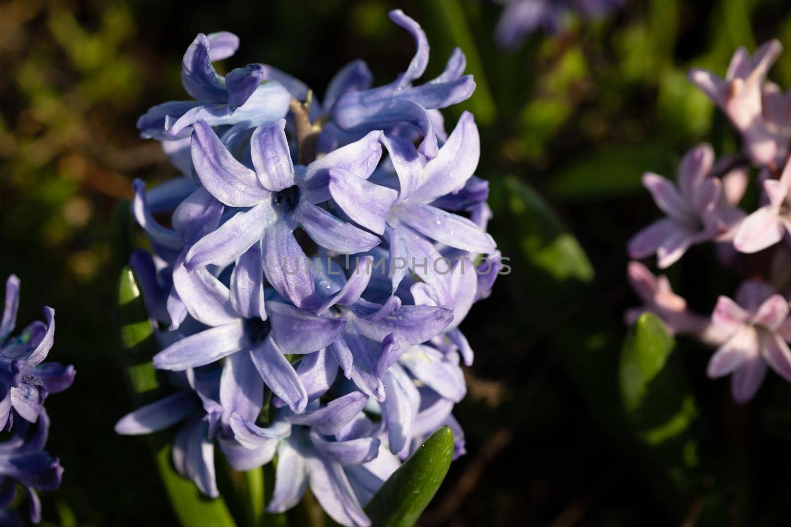 Soft focus image of hyacinth flowers blooming at springtime. Blue hyacinth blossom. 