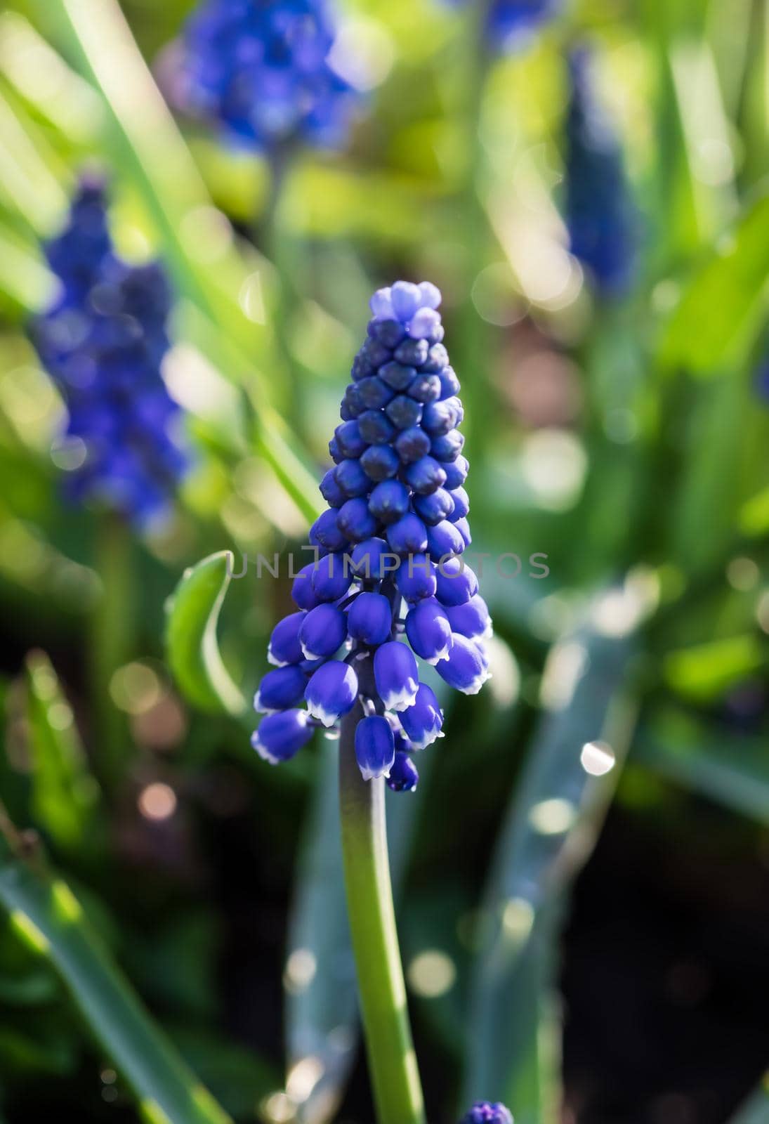 Tender blue muscari flowers in spring garden. Blue flowers. Muscari neglectum. Grape hyacinth.