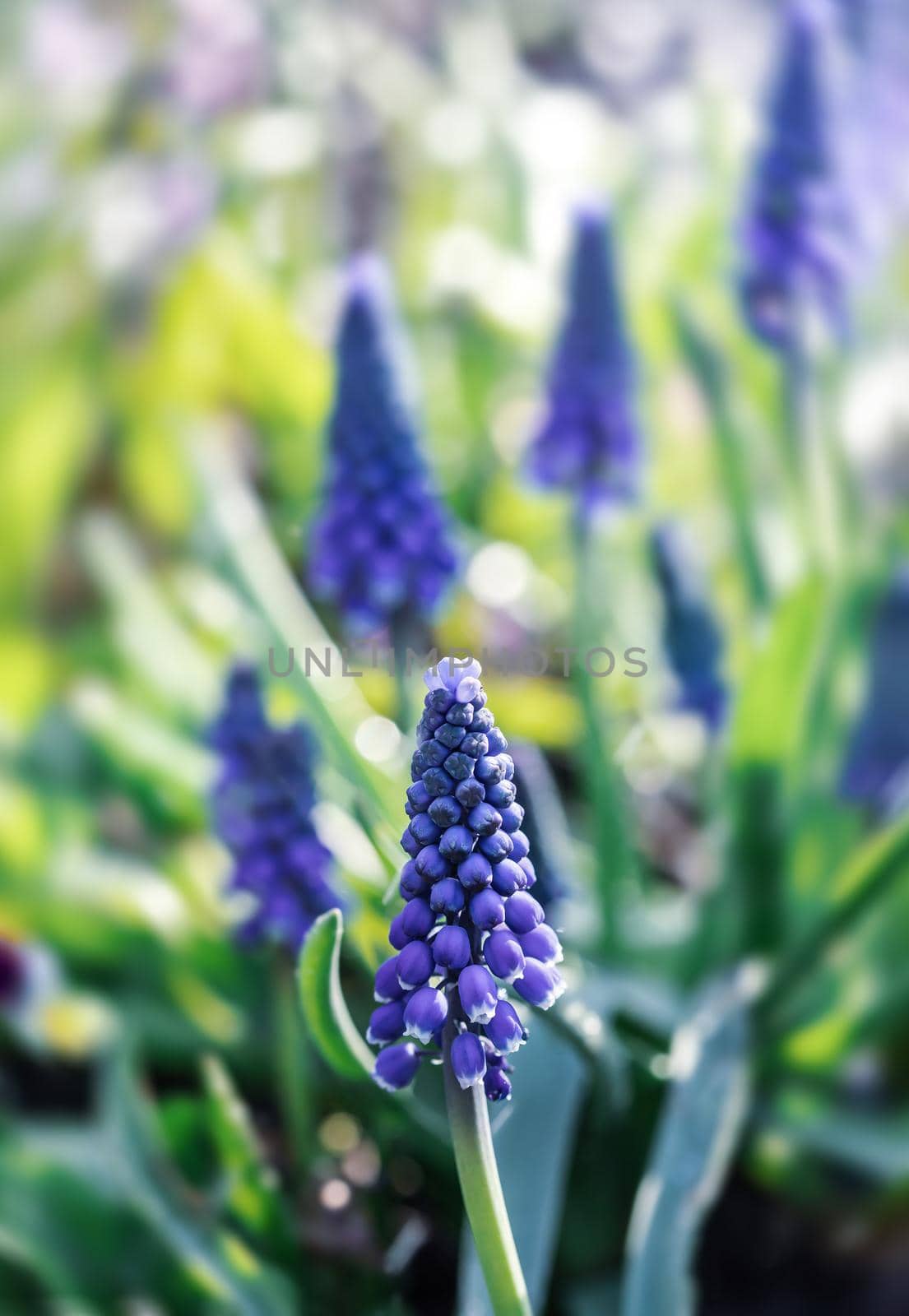 Tender blue muscari flowers in spring garden. Blue flowers. Muscari neglectum. Grape hyacinth.