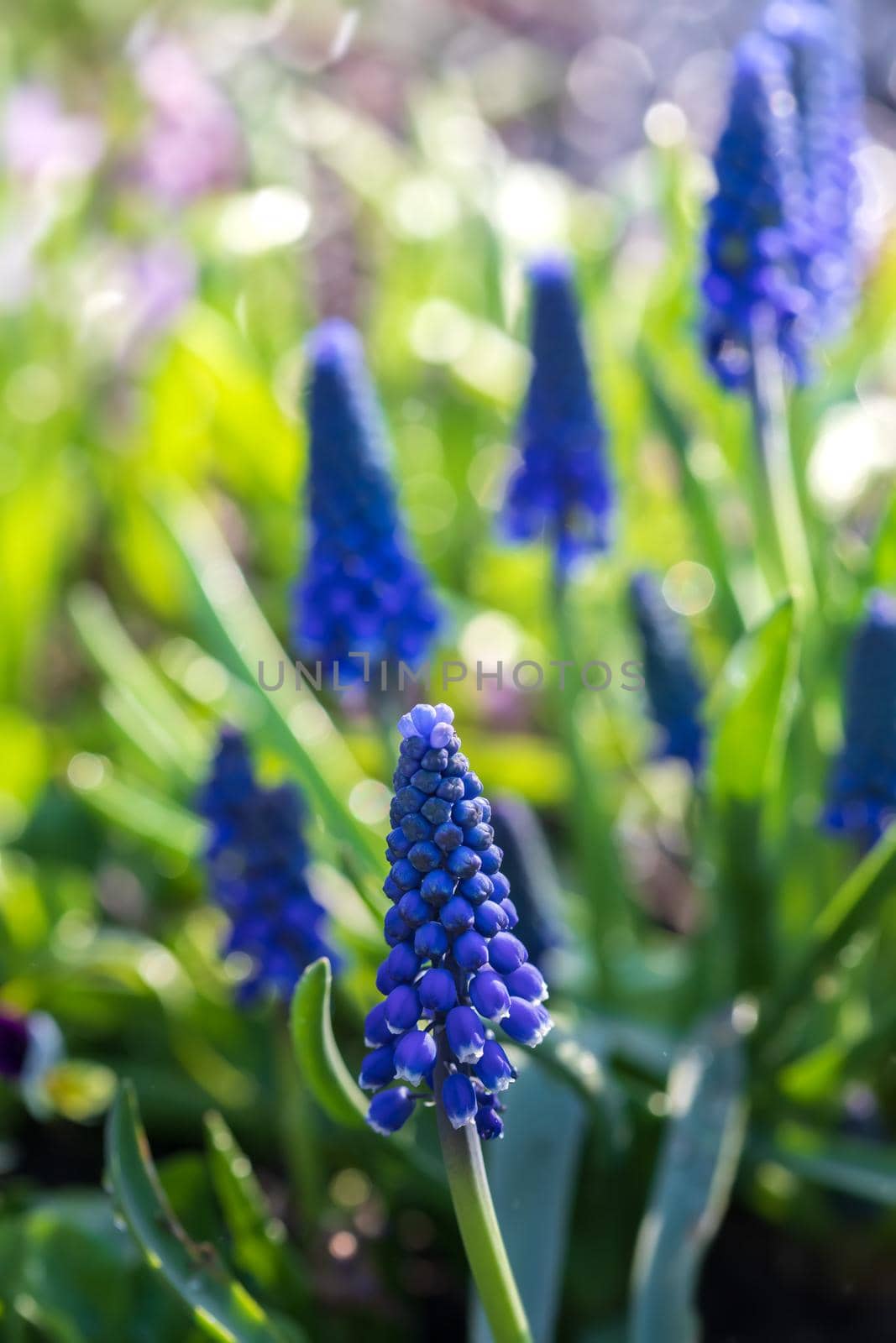 Tender blue muscari flowers in spring garden. Blue flowers. Muscari neglectum. Grape hyacinth.