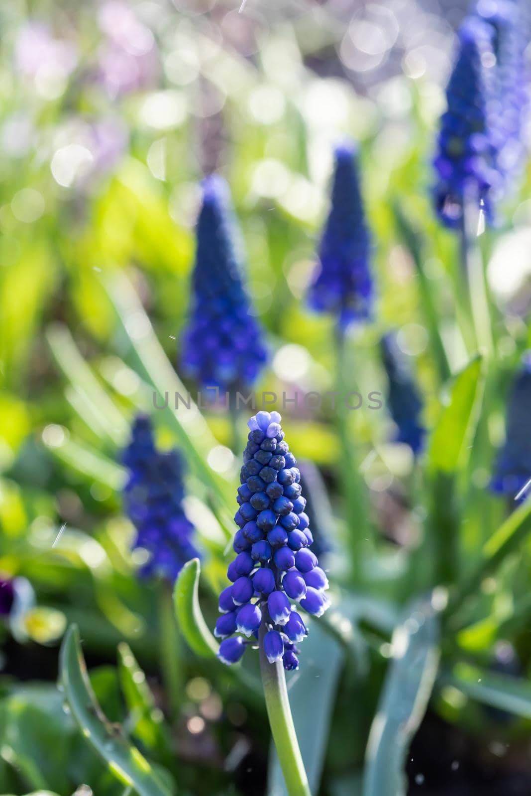 Tender blue muscari flowers in spring garden. Blue flowers. Muscari neglectum. Grape hyacinth.