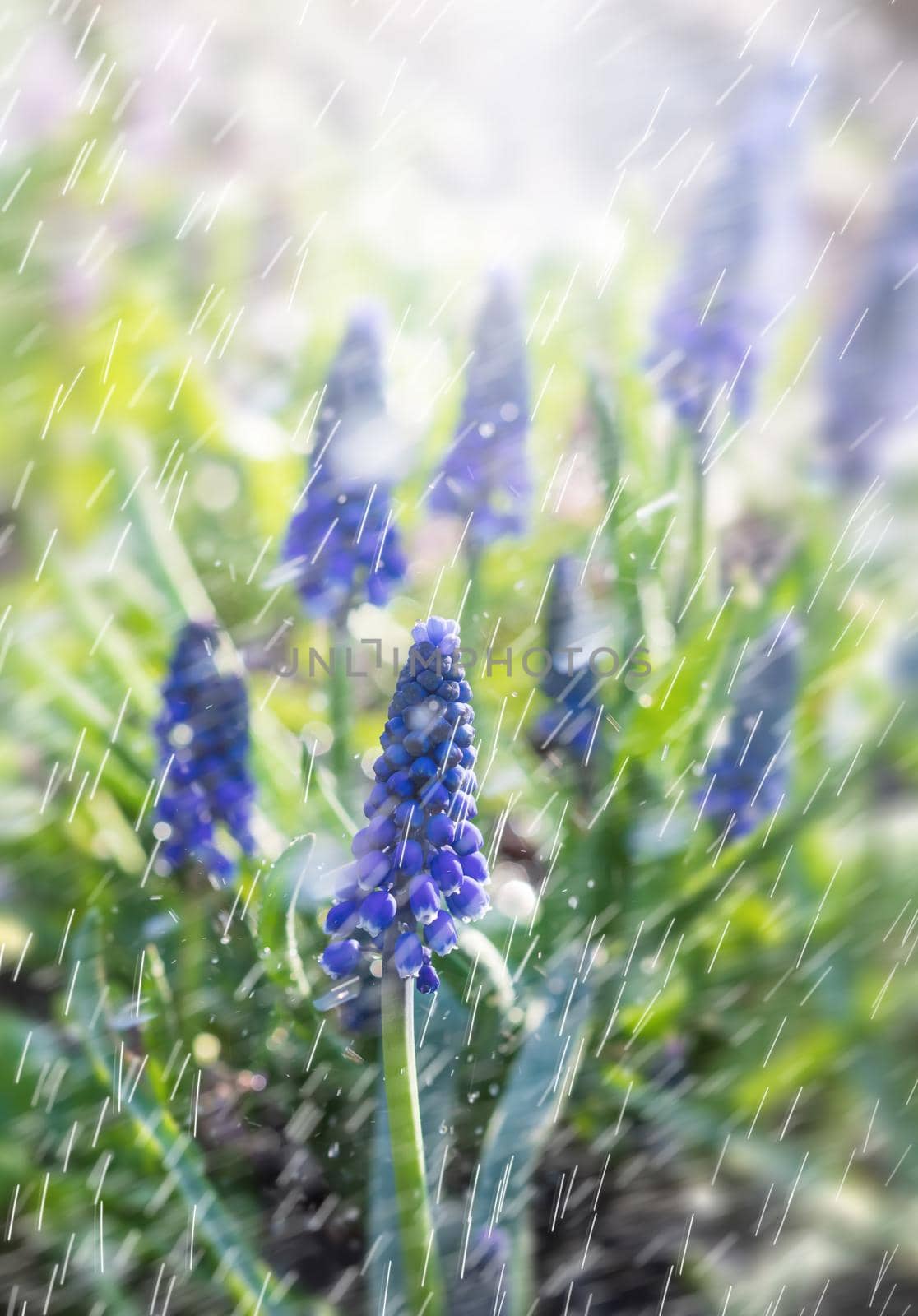 Tender blue muscari flowers in spring garden with rain drops. Blue flowers. Muscari neglectum. Grape hyacinth.