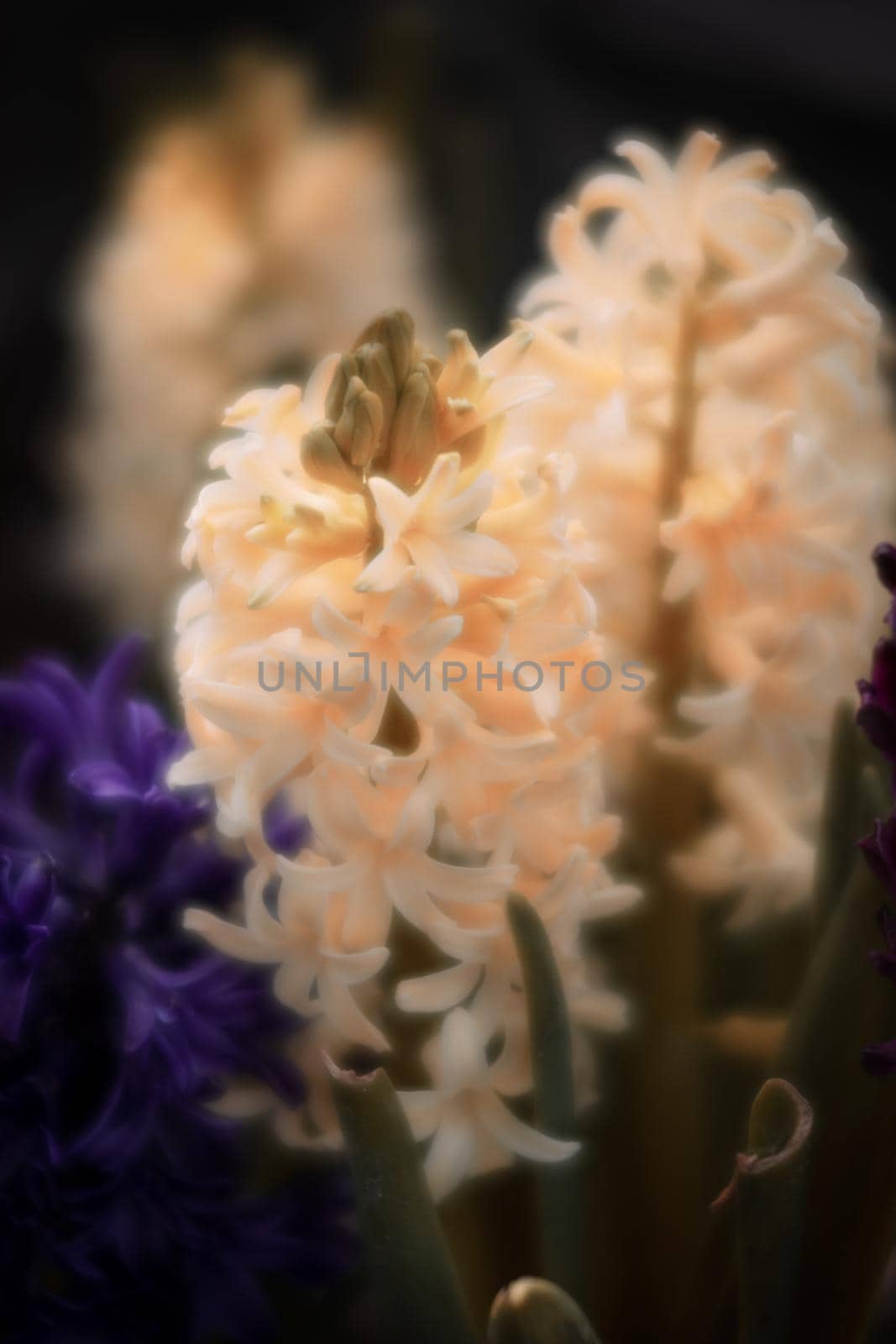 Soft focus image of hyacinth flowers blooming at springtime. Group of beautiful multicolored hyacinths