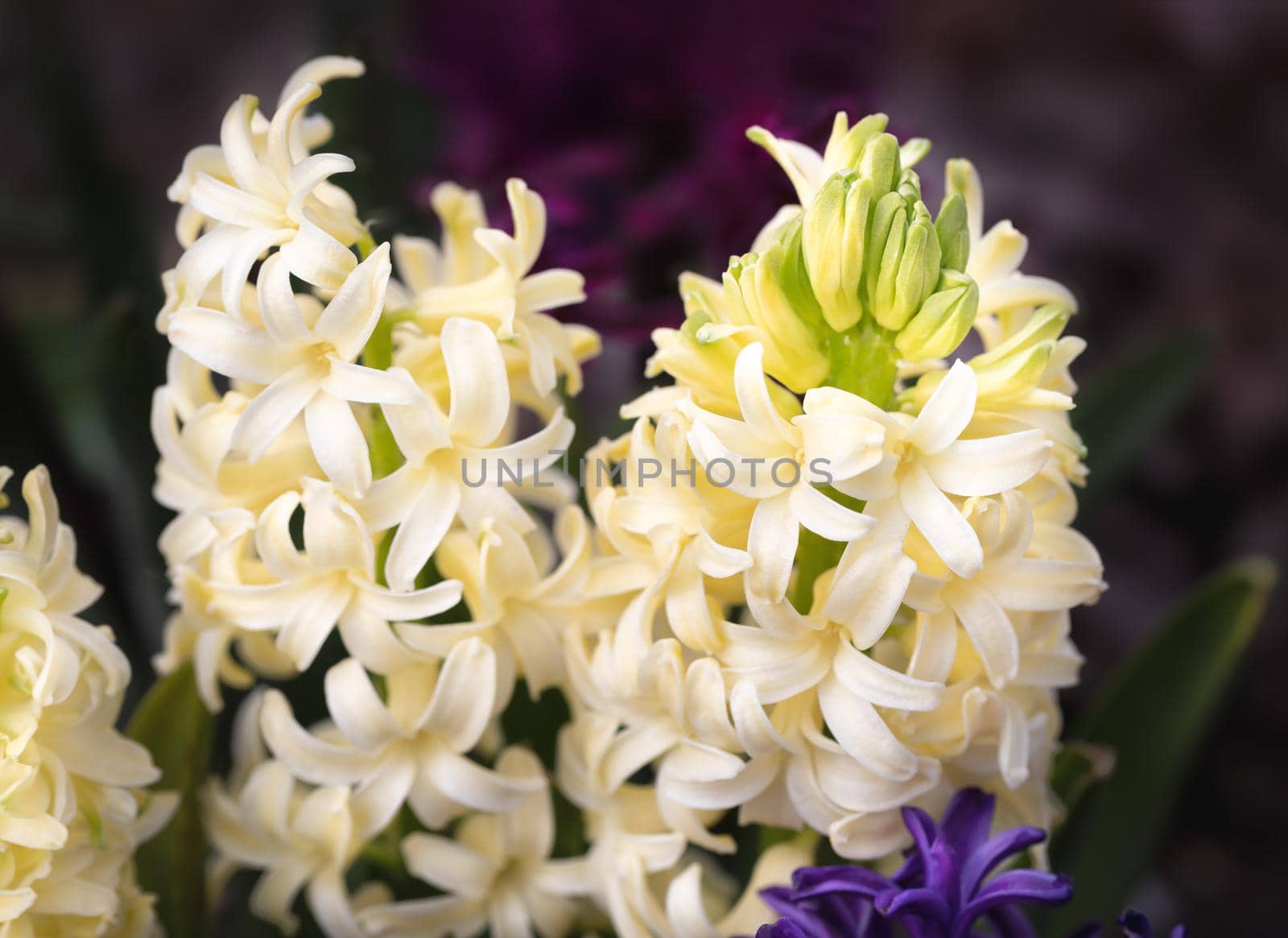 Soft focus image of hyacinth flowers blooming at springtime. Group of beautiful multicolored hyacinths
