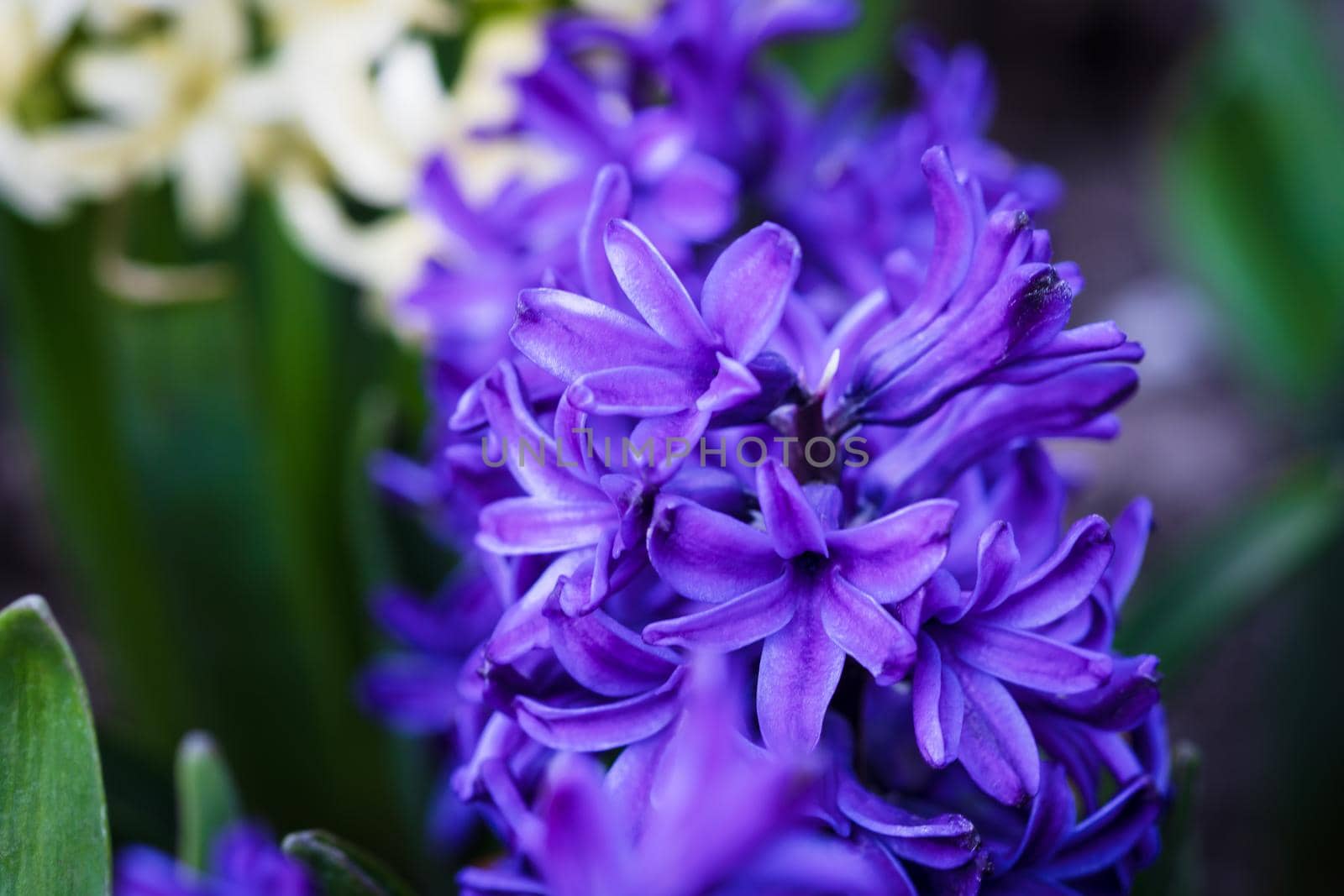 Soft focus image of hyacinth flowers blooming at springtime. Violet hyacinth blossom. 