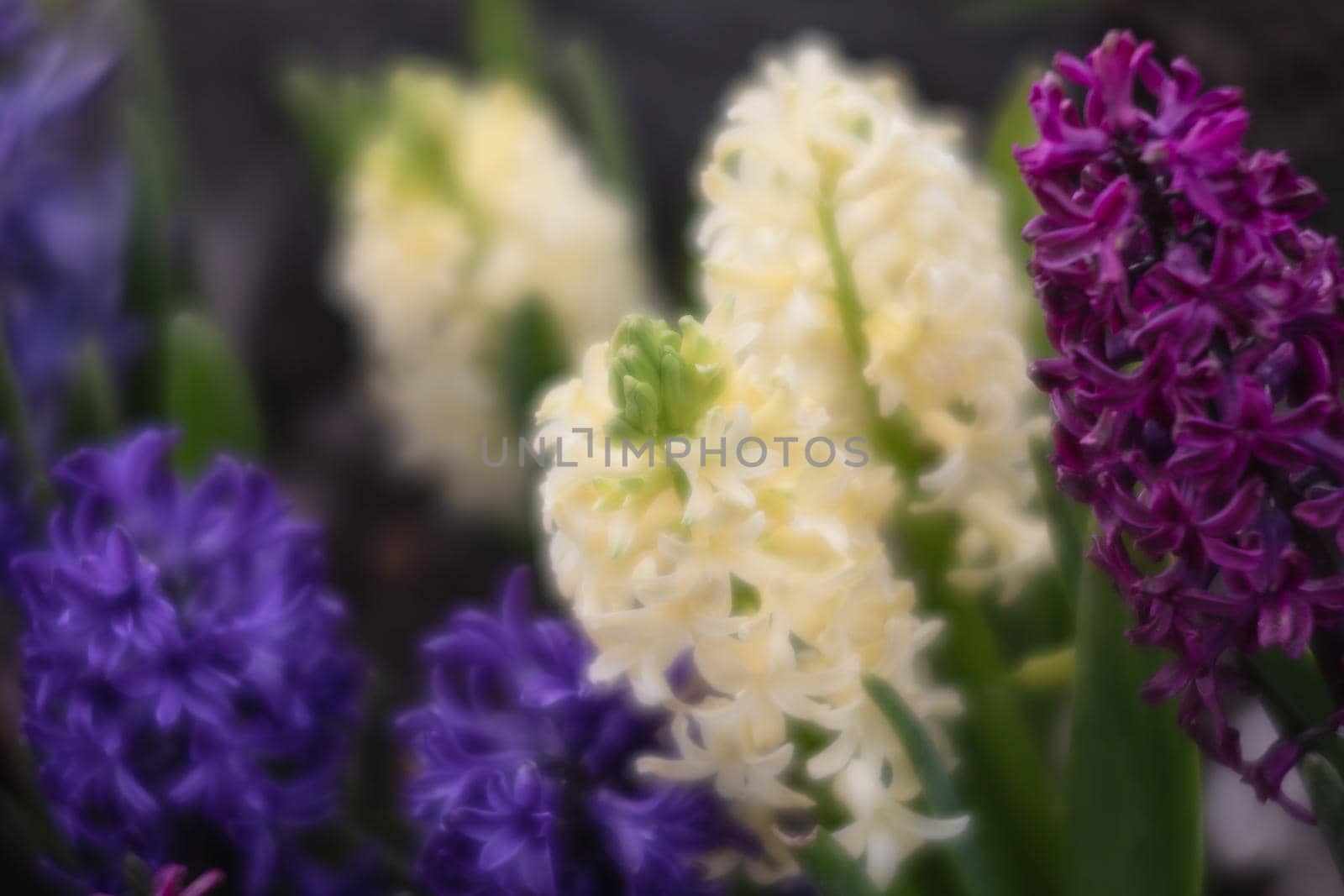 Soft focus image of hyacinth flowers blooming at springtime. Group of beautiful multicolored hyacinths