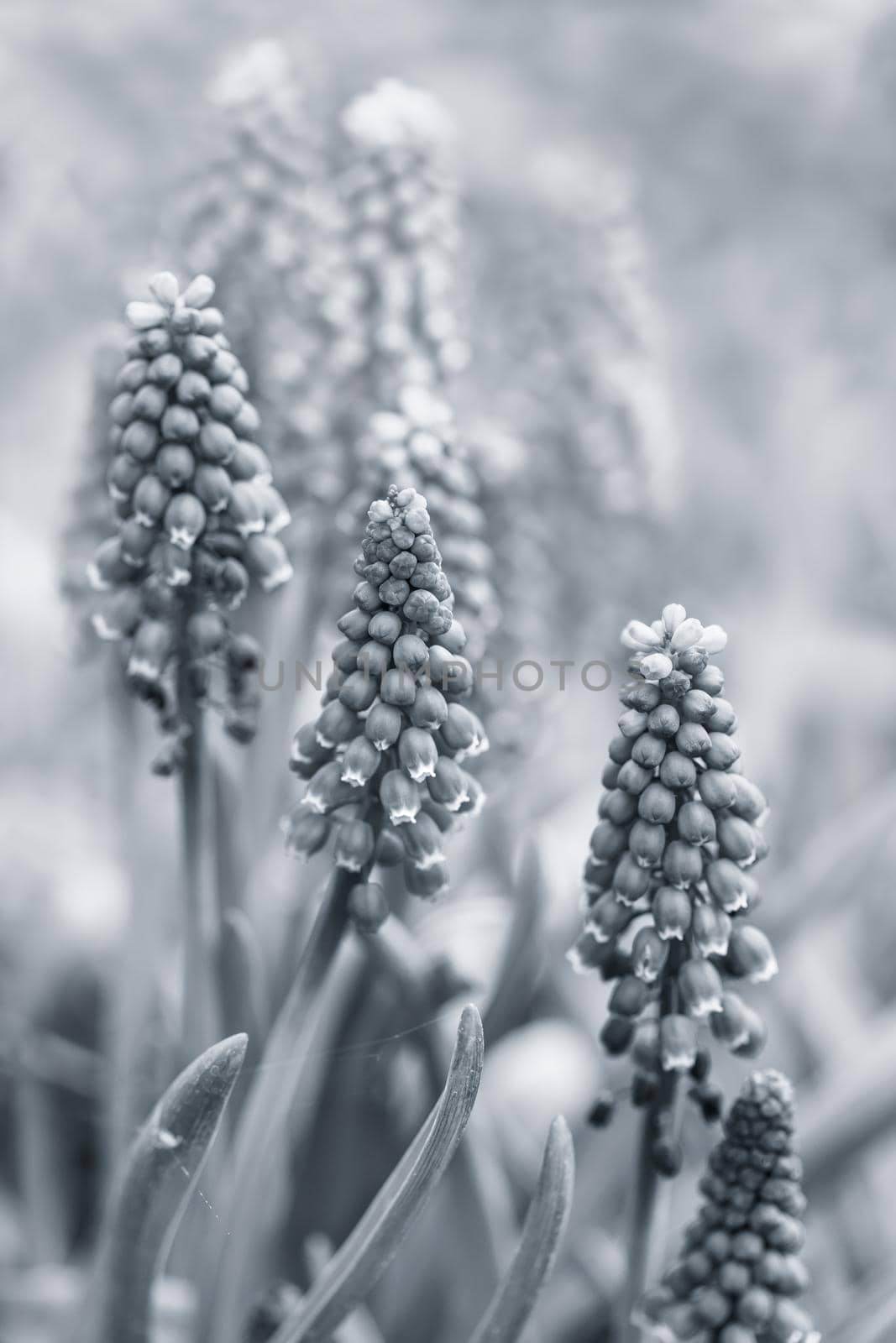 Tender blue muscari flowers in spring garden. Blue flowers. Muscari neglectum. Grape hyacinth.