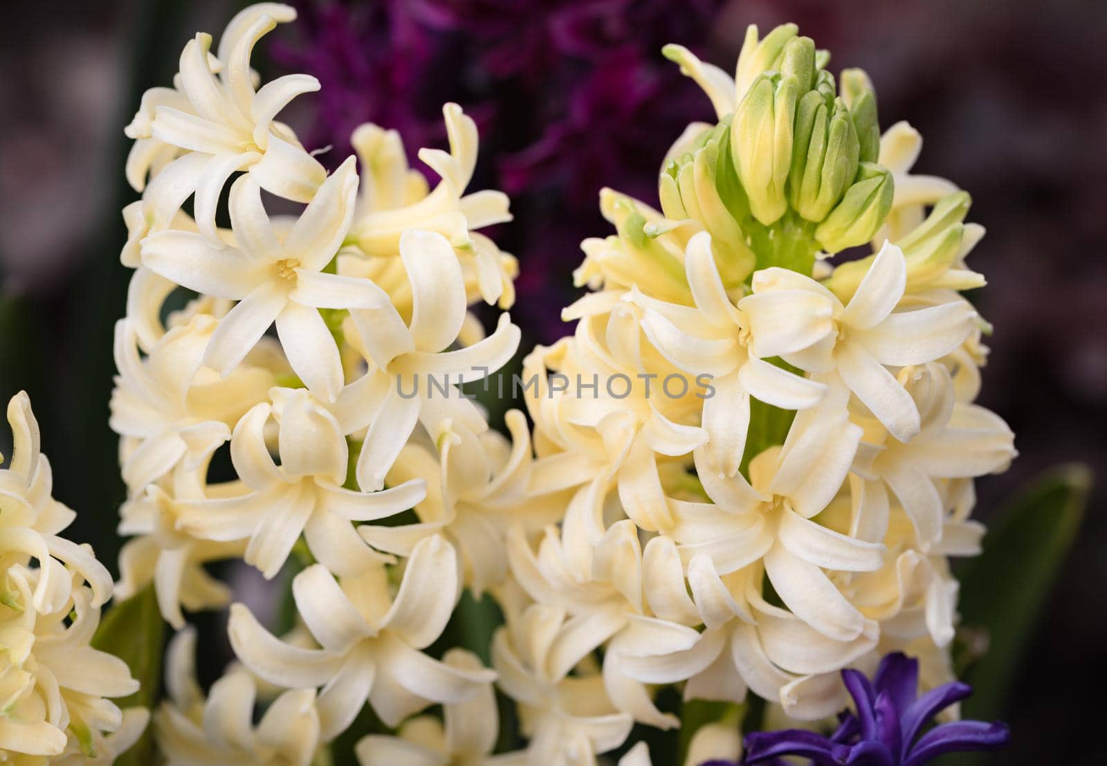 Soft focus image of hyacinth flowers blooming at springtime. Yellow hyacinth blossom. 