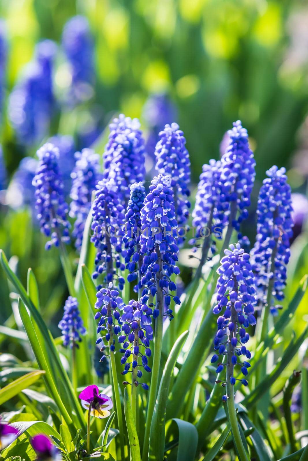 Tender blue muscari flowers in spring garden. Blue flowers. Muscari neglectum. Grape hyacinth.