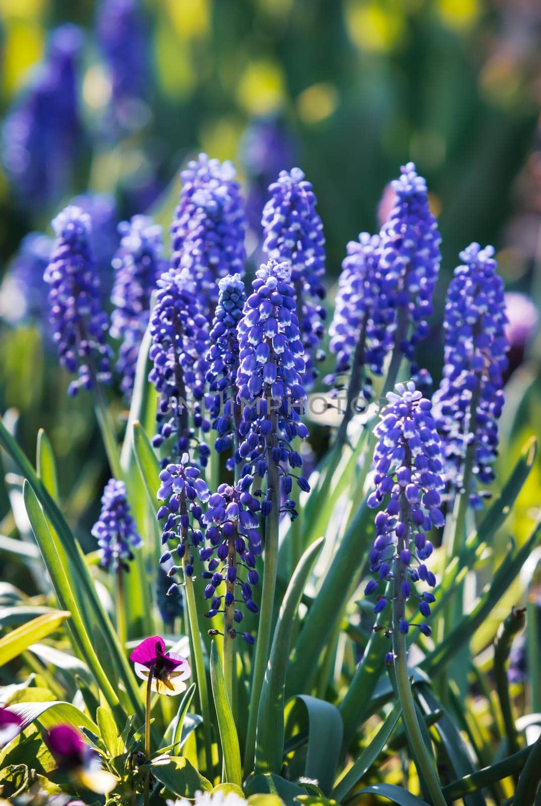 Tender blue muscari flowers in spring garden. Blue flowers. Muscari neglectum. Grape hyacinth.