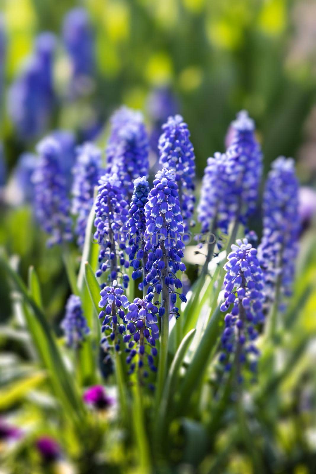 Tender blue muscari flowers in spring garden. Blue flowers. Muscari neglectum. Grape hyacinth.