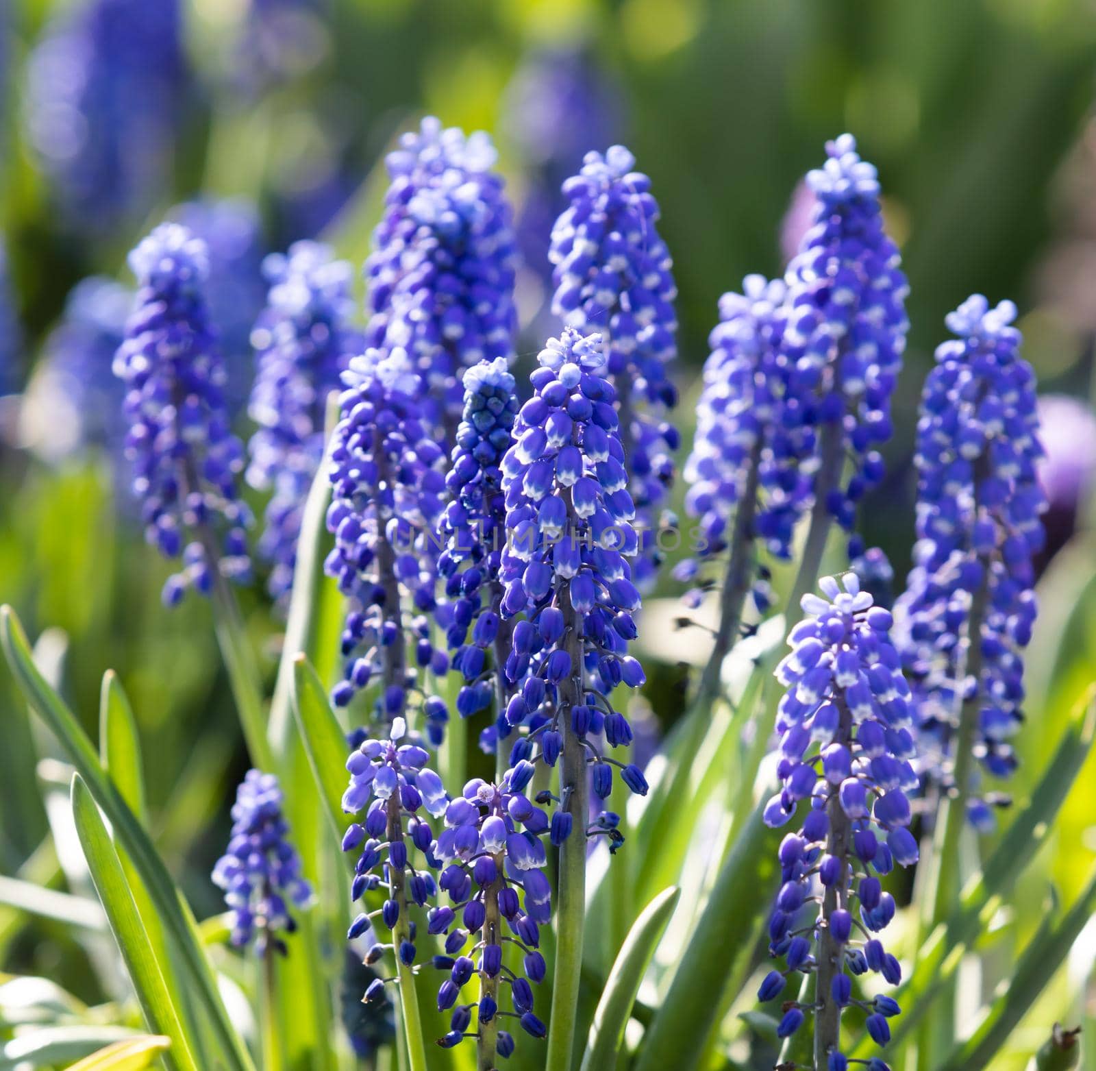Tender blue muscari flowers in spring garden. Blue flowers. Muscari neglectum. Grape hyacinth.