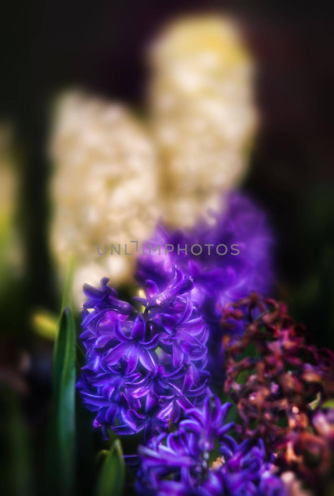 Soft focus image of hyacinth flowers blooming at springtime. Group of beautiful multicolored hyacinths