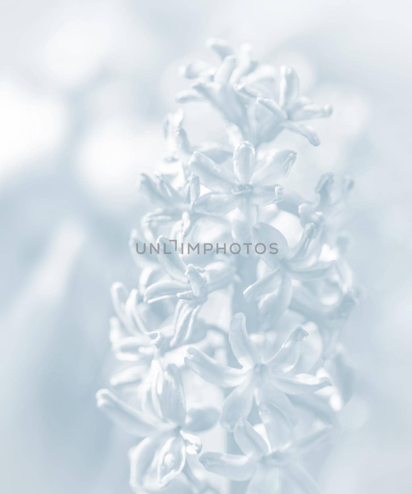 Soft focus image of hyacinth flowers blooming at springtime. Blue hyacinth blossom. Image in light blue tonality