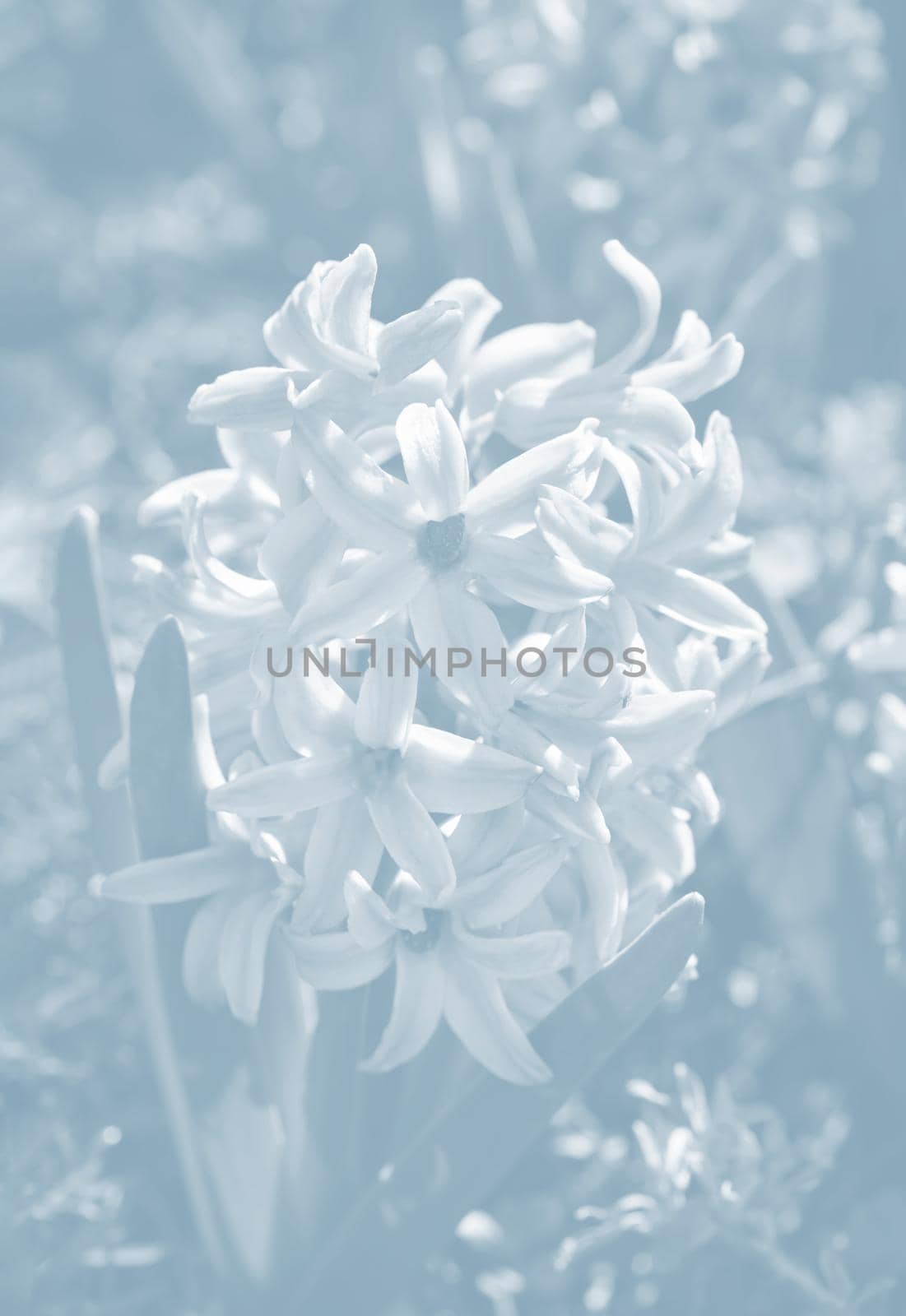 Soft focus image of hyacinth flowers blooming at springtime. Blue hyacinth blossom. Image in light blue tonality