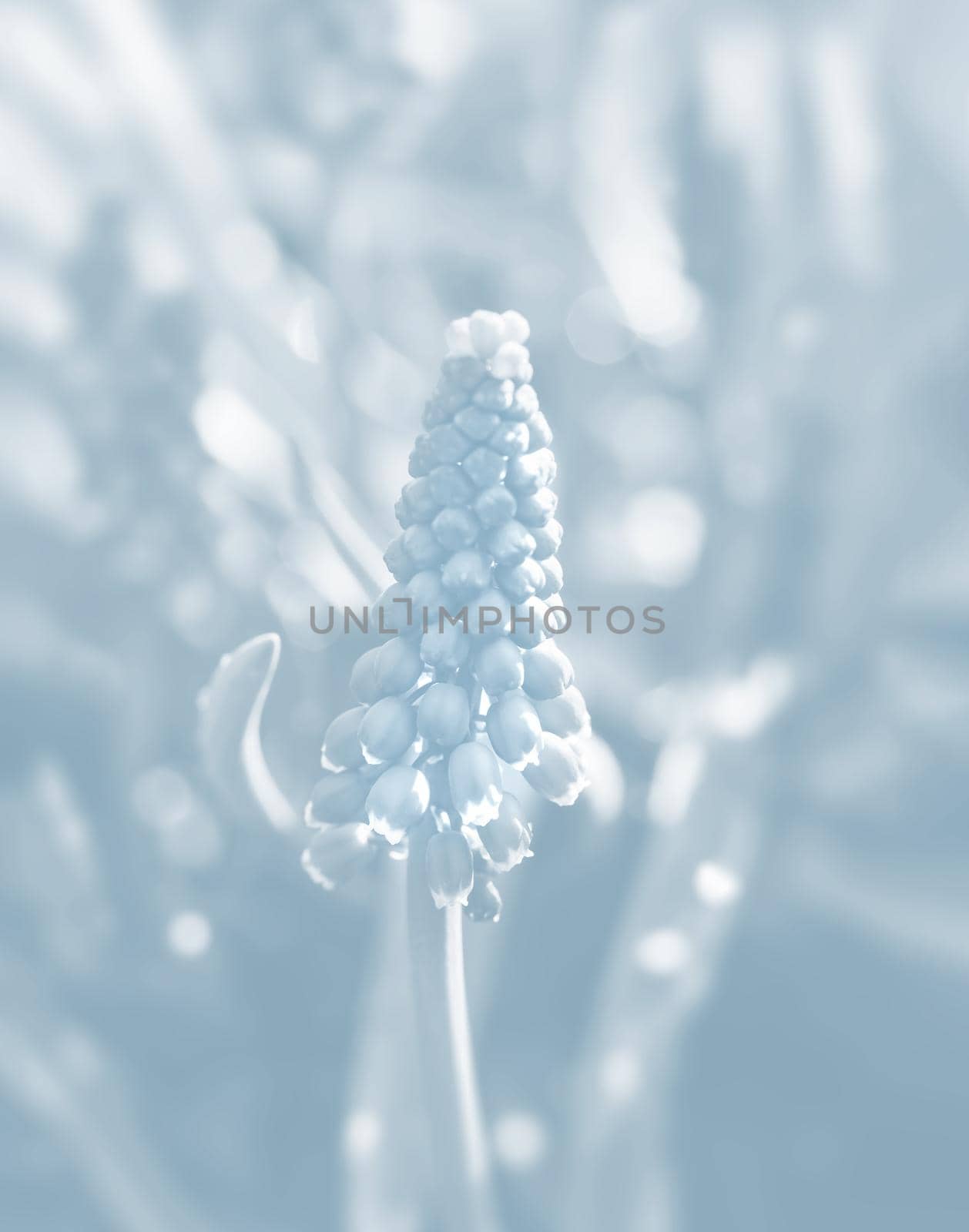 Tender blue muscari flowers in spring garden. Blue flowers. Muscari neglectum. Grape hyacinth. Image in light blue tonality