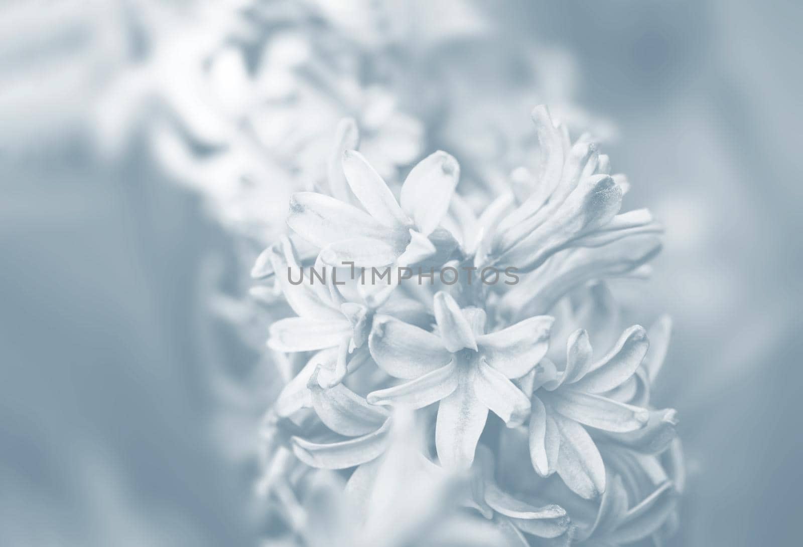 Soft focus image of hyacinth flowers blooming at springtime. Hyacinth blossom. Image in light blue tonality