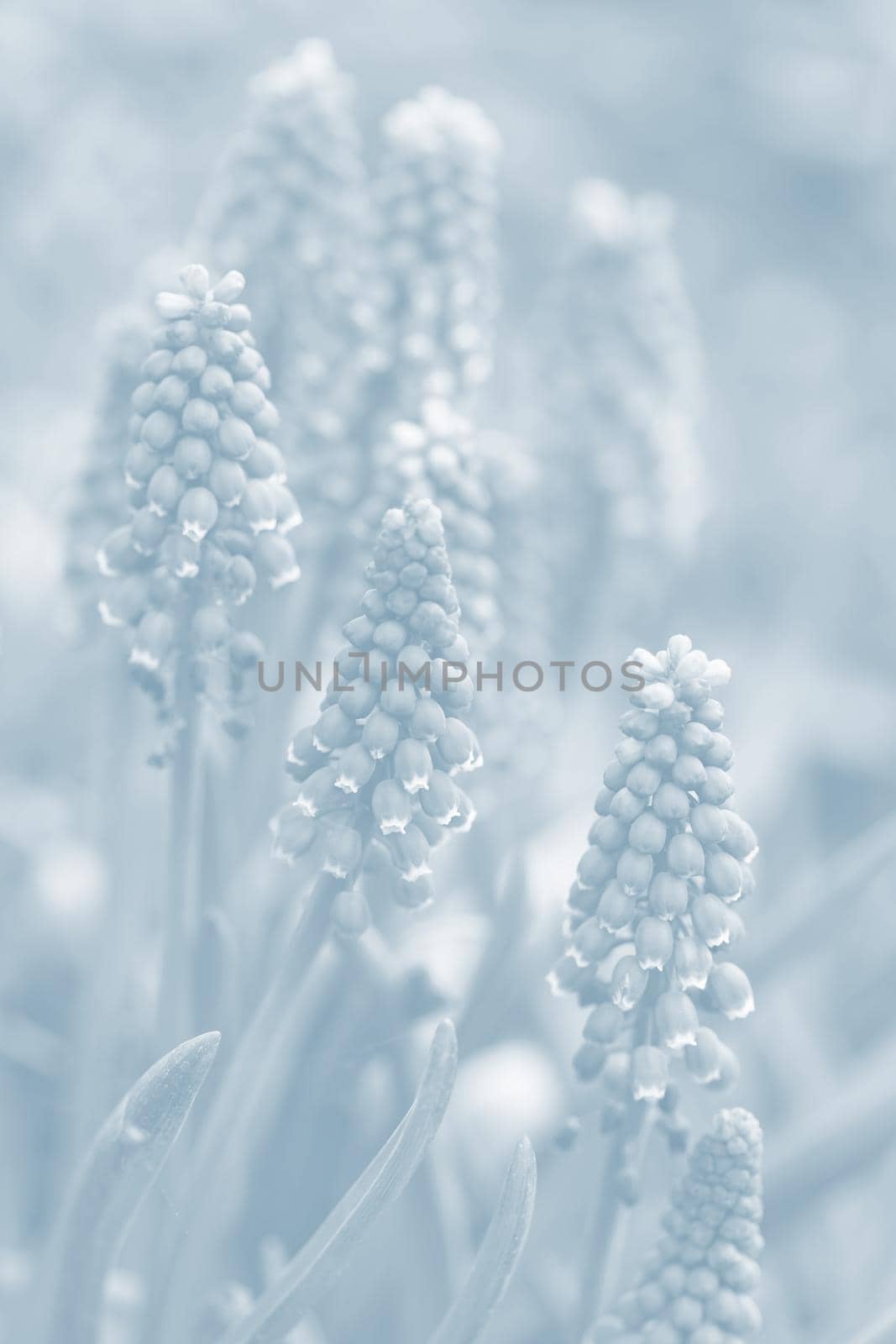 Tender blue muscari flowers in spring garden. Blue flowers. Muscari neglectum. Grape hyacinth. Image in light blue tonality