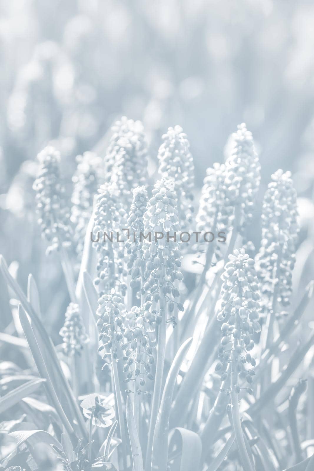 Tender blue muscari flowers in spring garden. Blue flowers. Muscari neglectum. Grape hyacinth. Image in light blue tonality