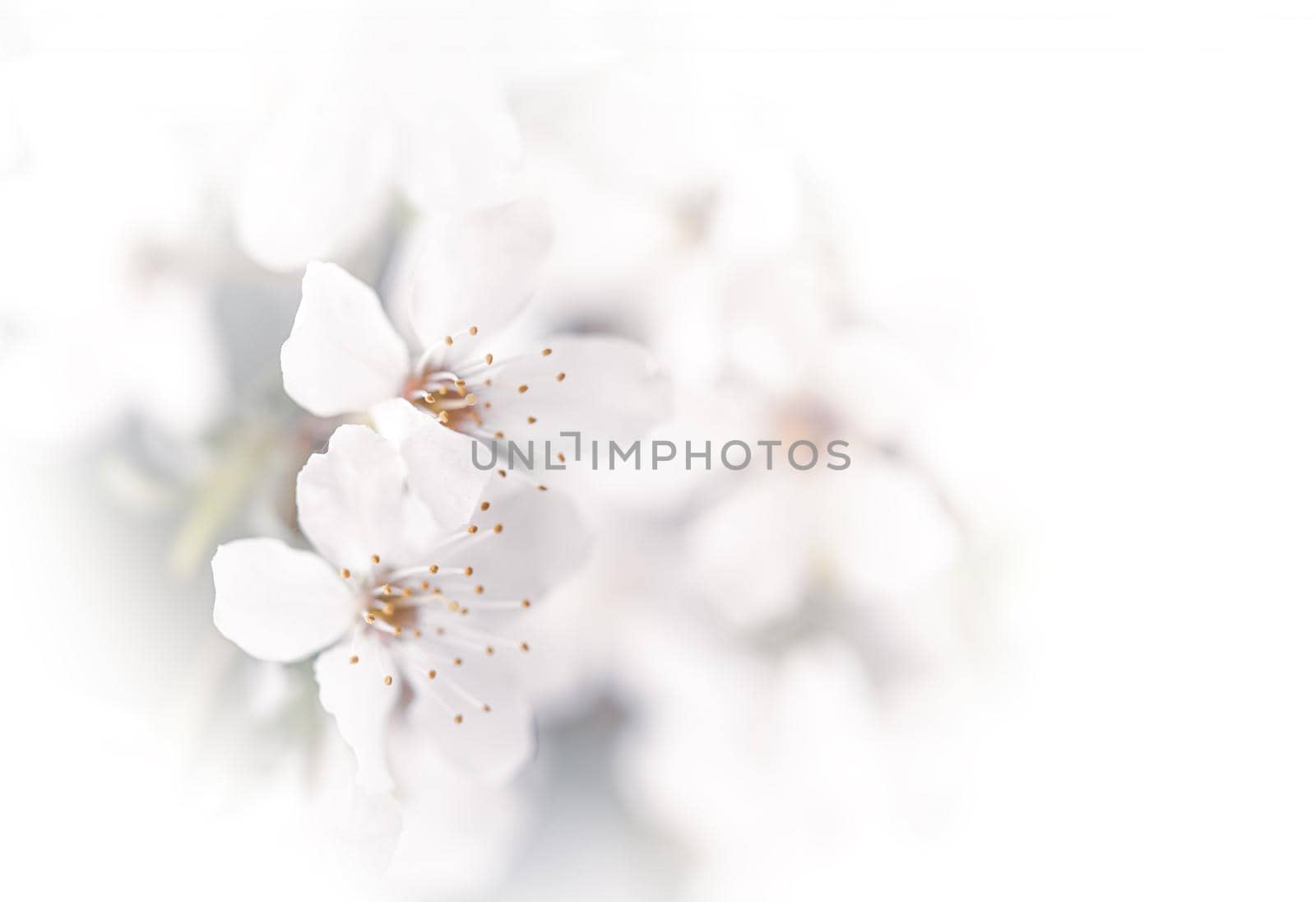Soft focus spring background. Abstract floral border with white flowers. Floral image with copy space.