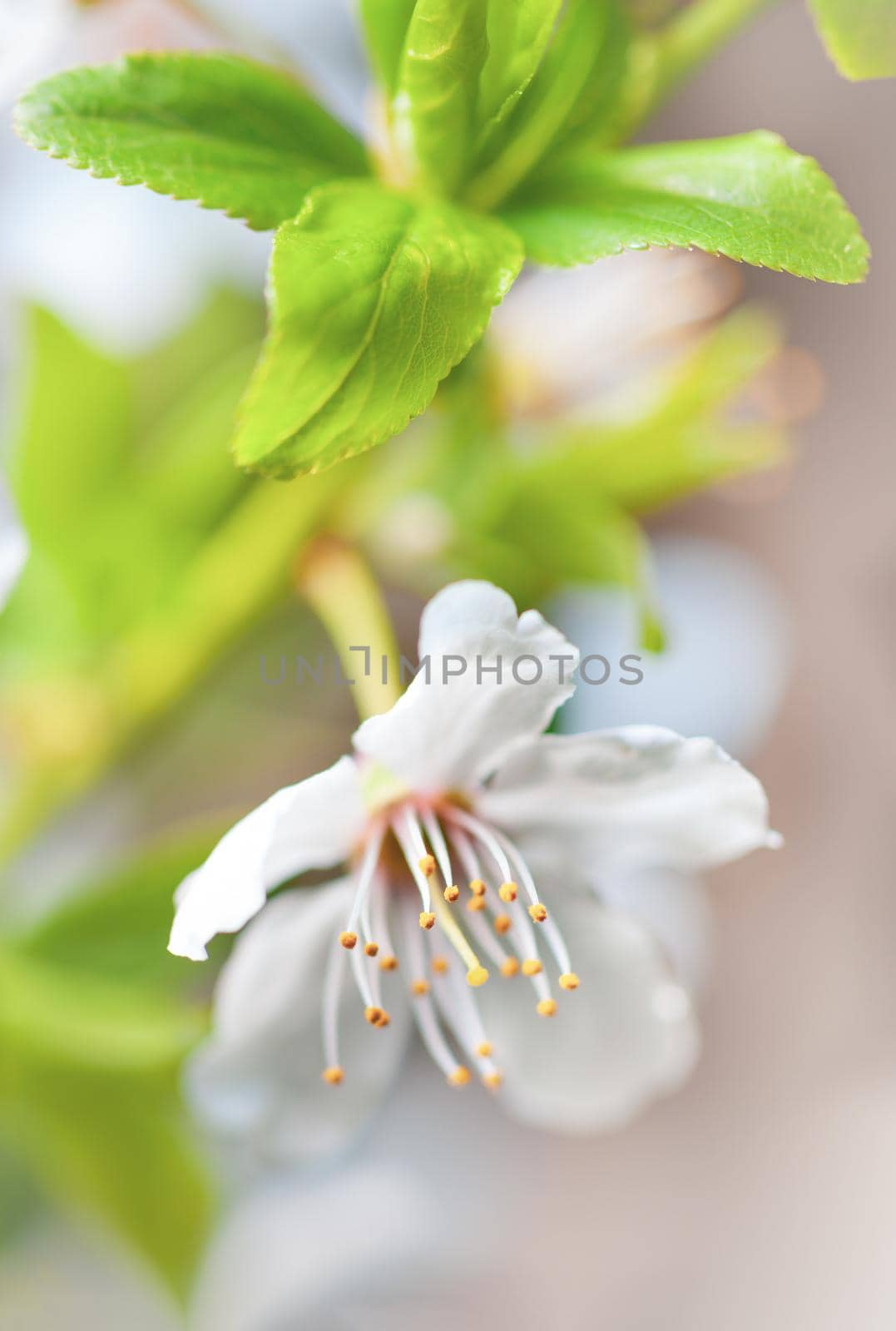 Soft focus spring background. Abstract floral border with white flowers. Floral image with copy space.