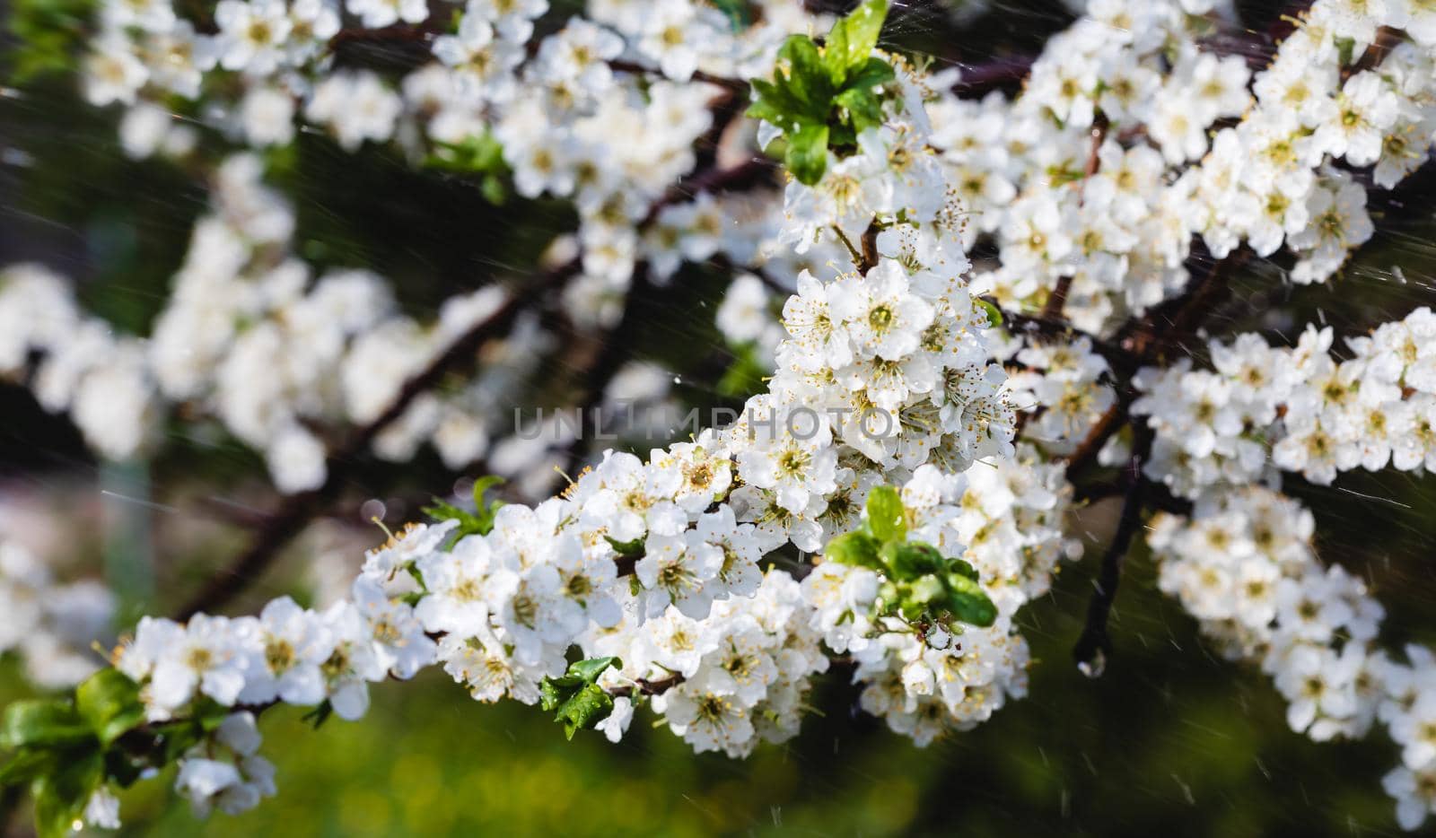 Spring rain in the garden. White flowers of cherry plum in the rain on a spring day. Soft focus and shallow DOF