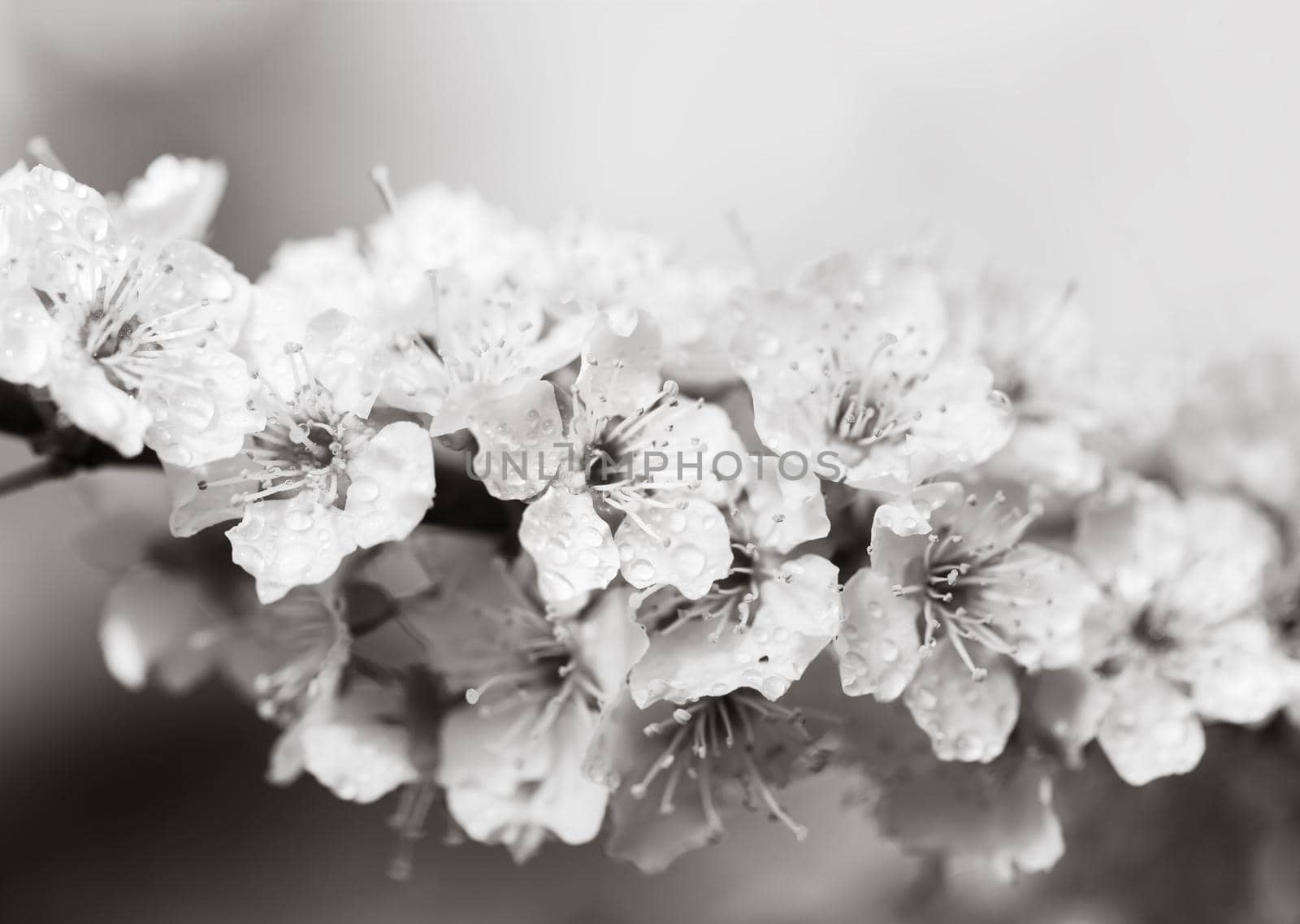 Spring time day. White flowers tree after rain with water drops. Small drops of water on petals. Soft focus and shallow DOF