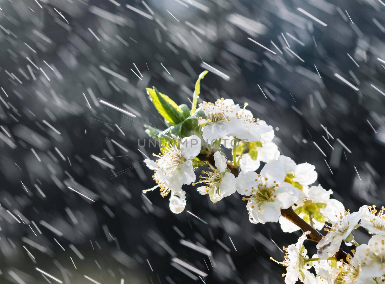 Spring rain in the garden. White flowers of cherry plum in the rain on a spring day. Soft focus and shallow DOF